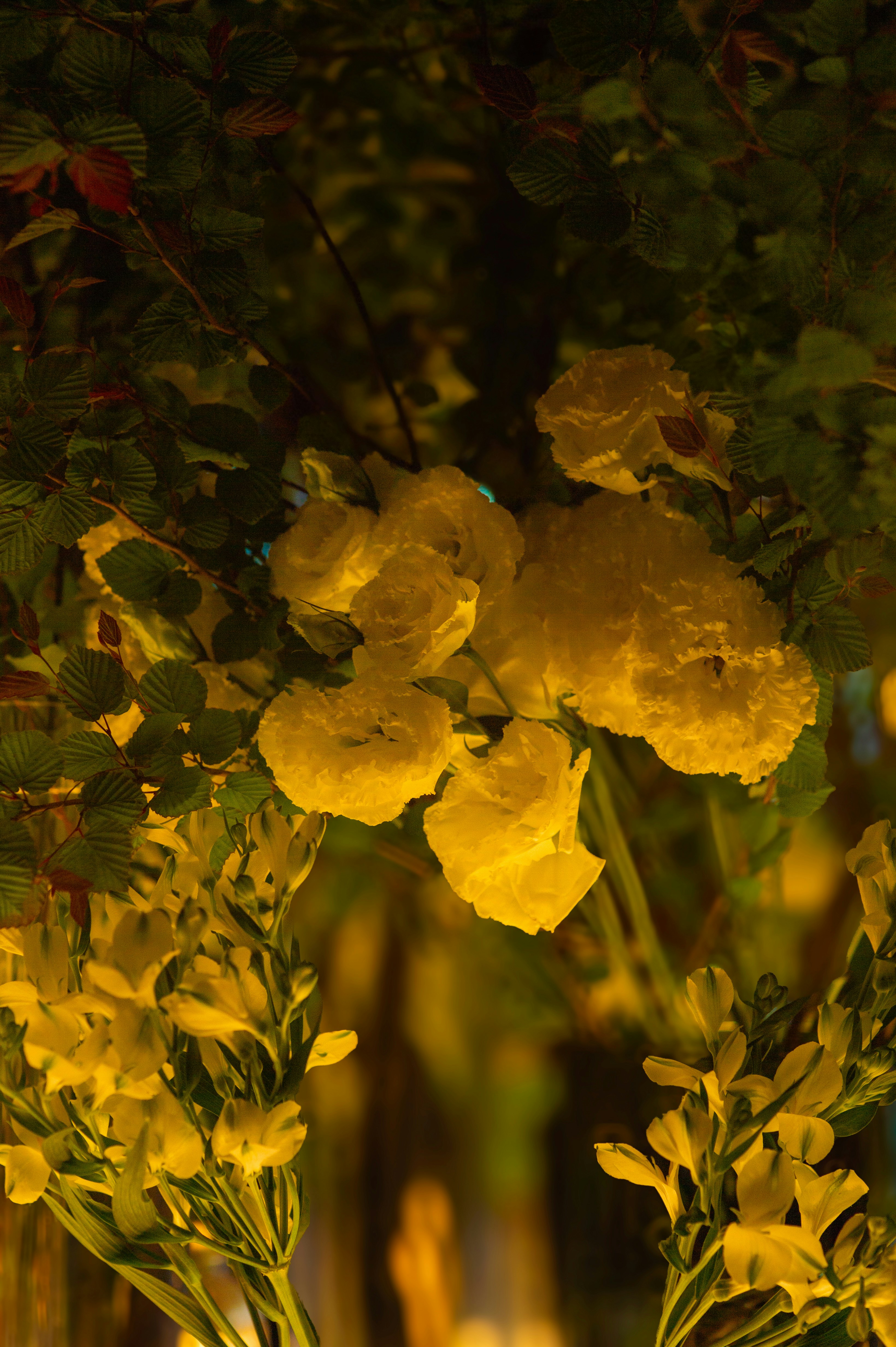 Yellow roses and flowers illuminated at night. photo – Free Spring ...