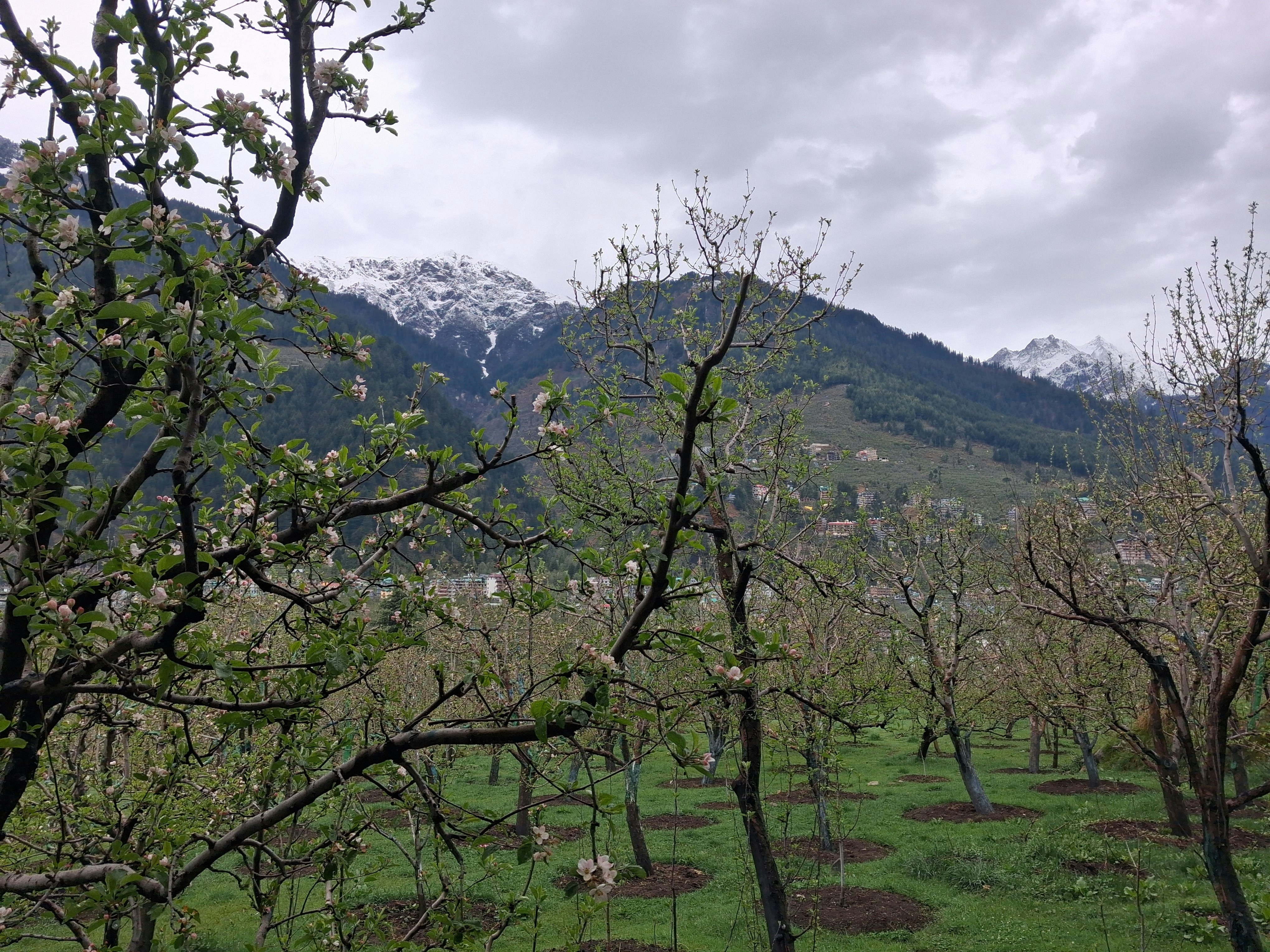 Orchard with snow-capped mountains in the background