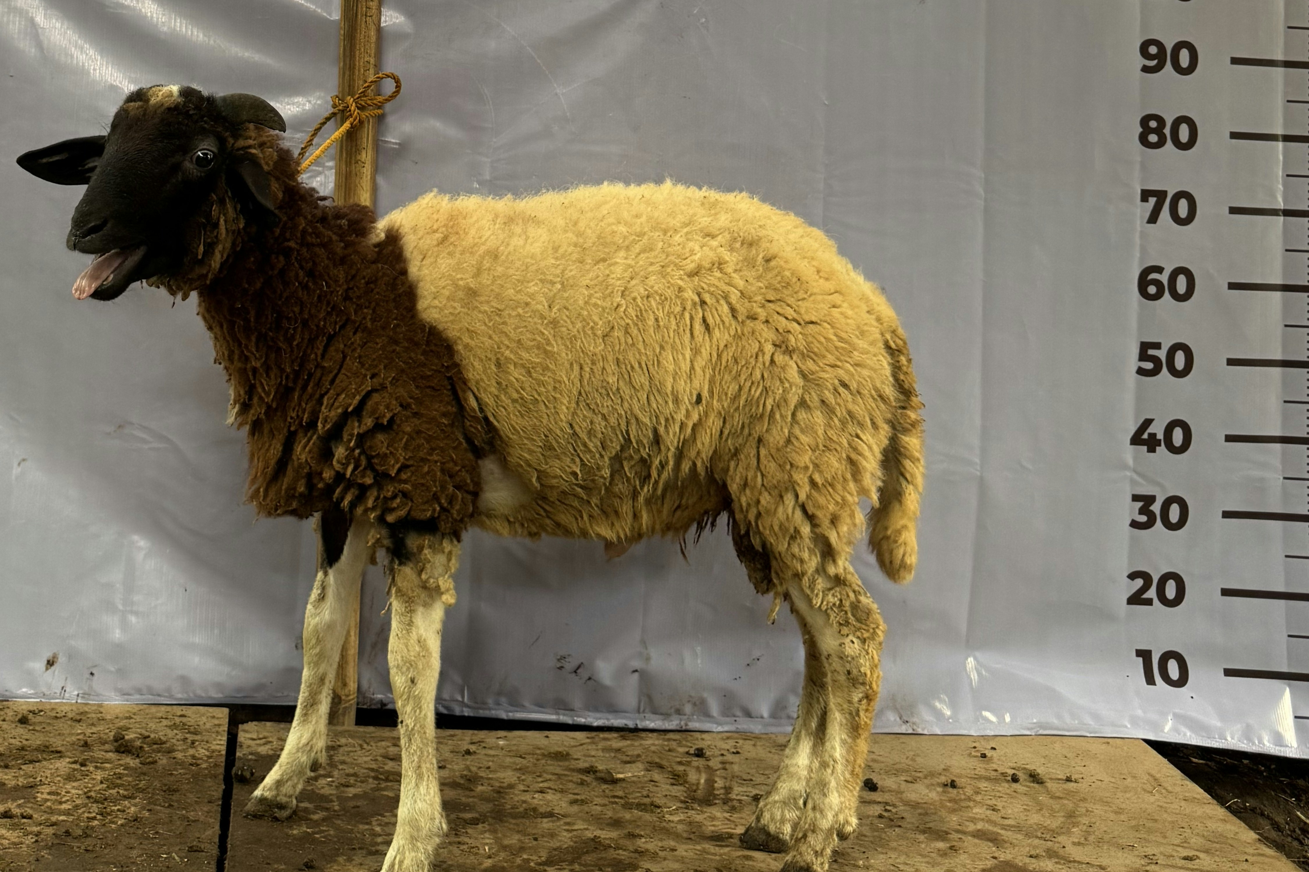 Kambing Jawarandu A2 28kg kambing qurban sehat murah di Solo