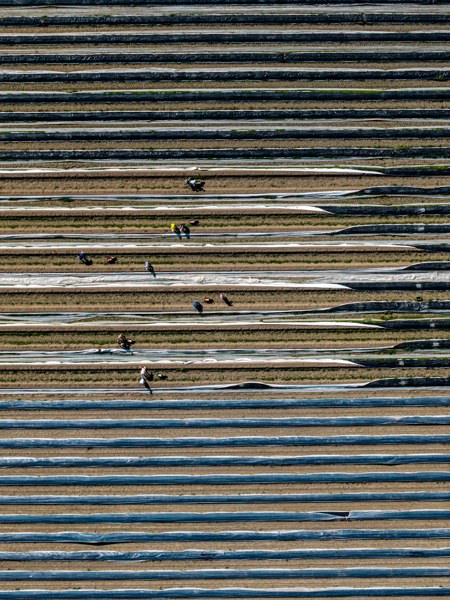 Farmers working in crop rows