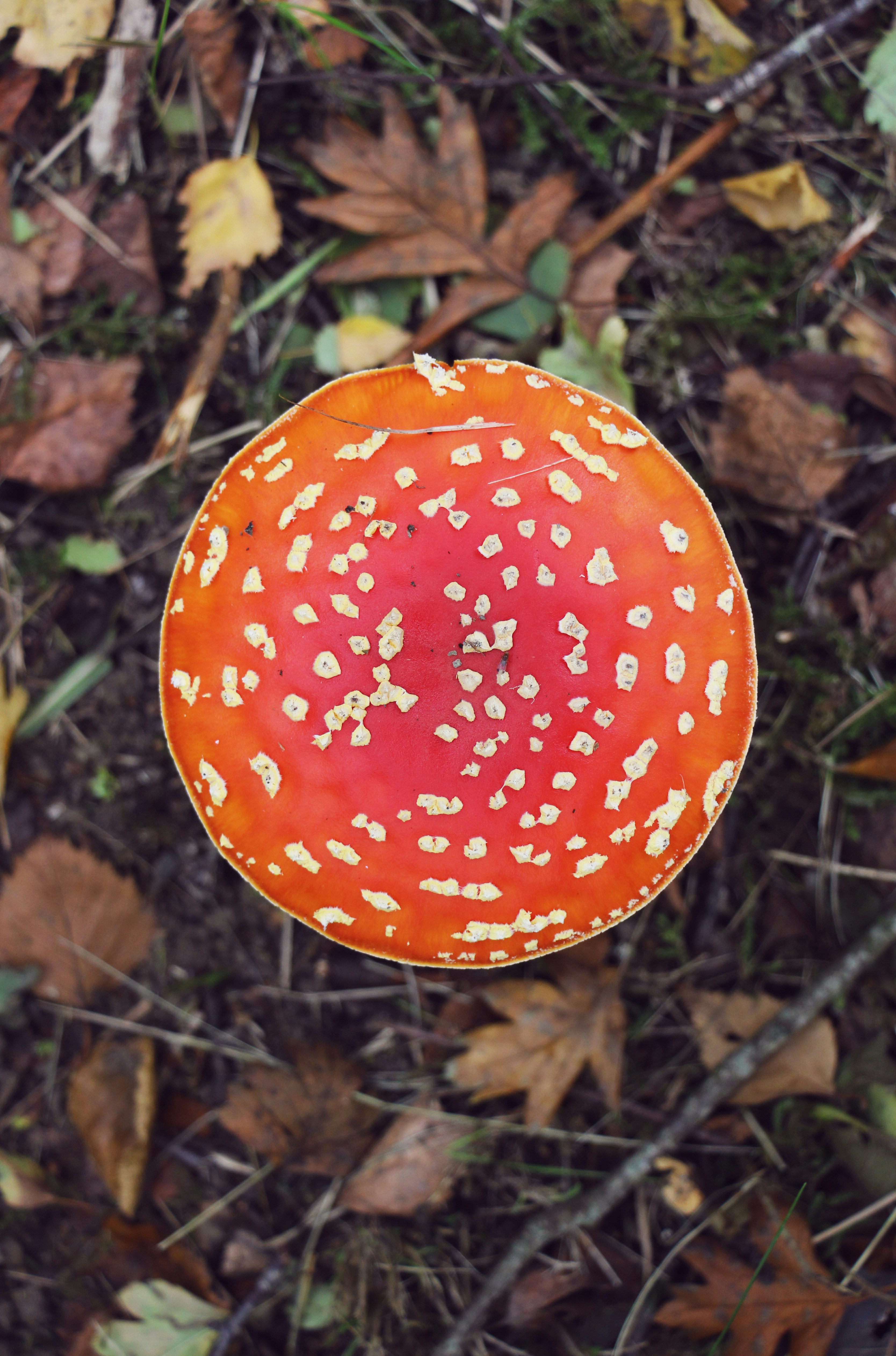 Un champignon rouge avec des taches blanches sur le sol de la forêt