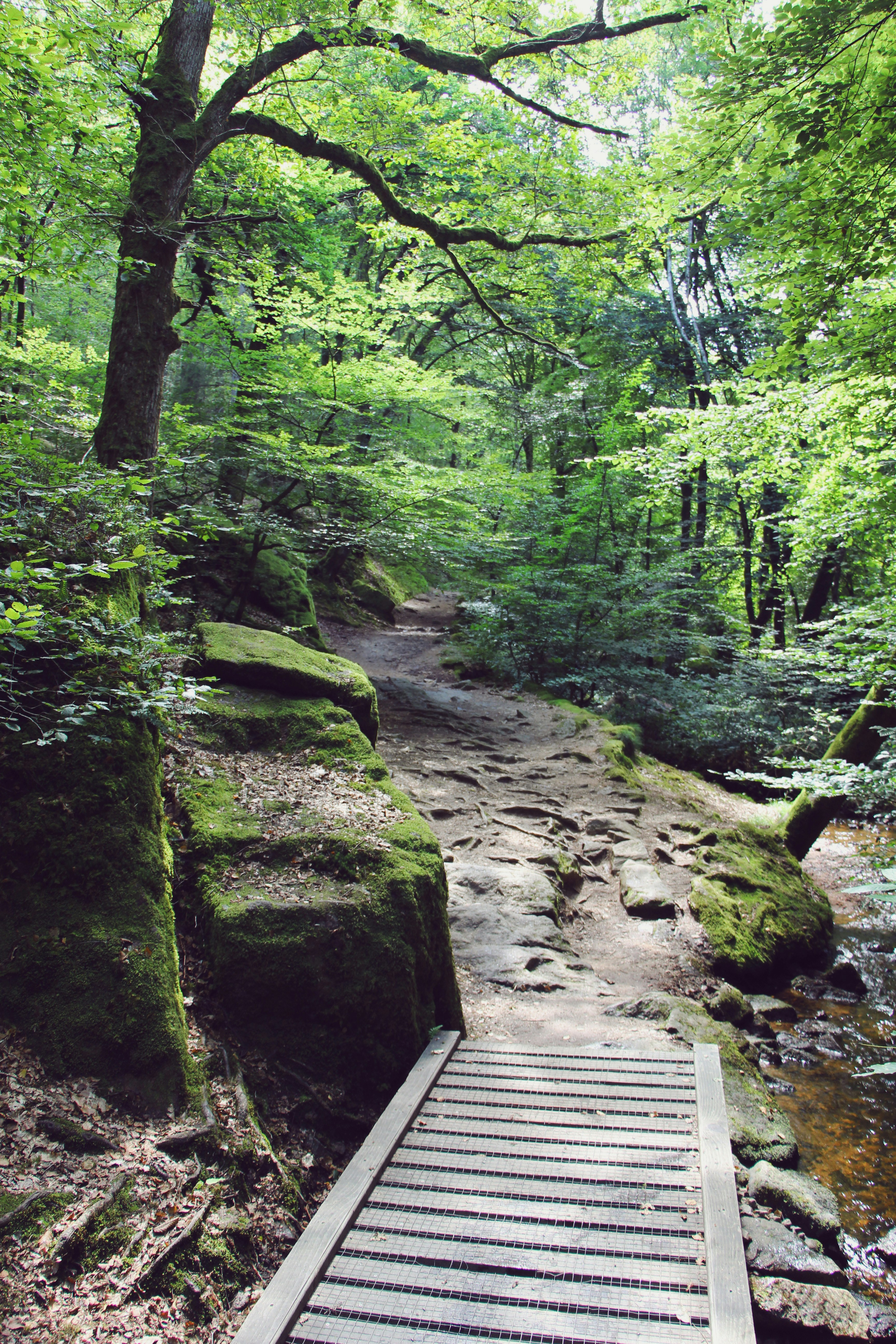 Un pont en bois enjambe un ruisseau dans une forêt luxuriante.