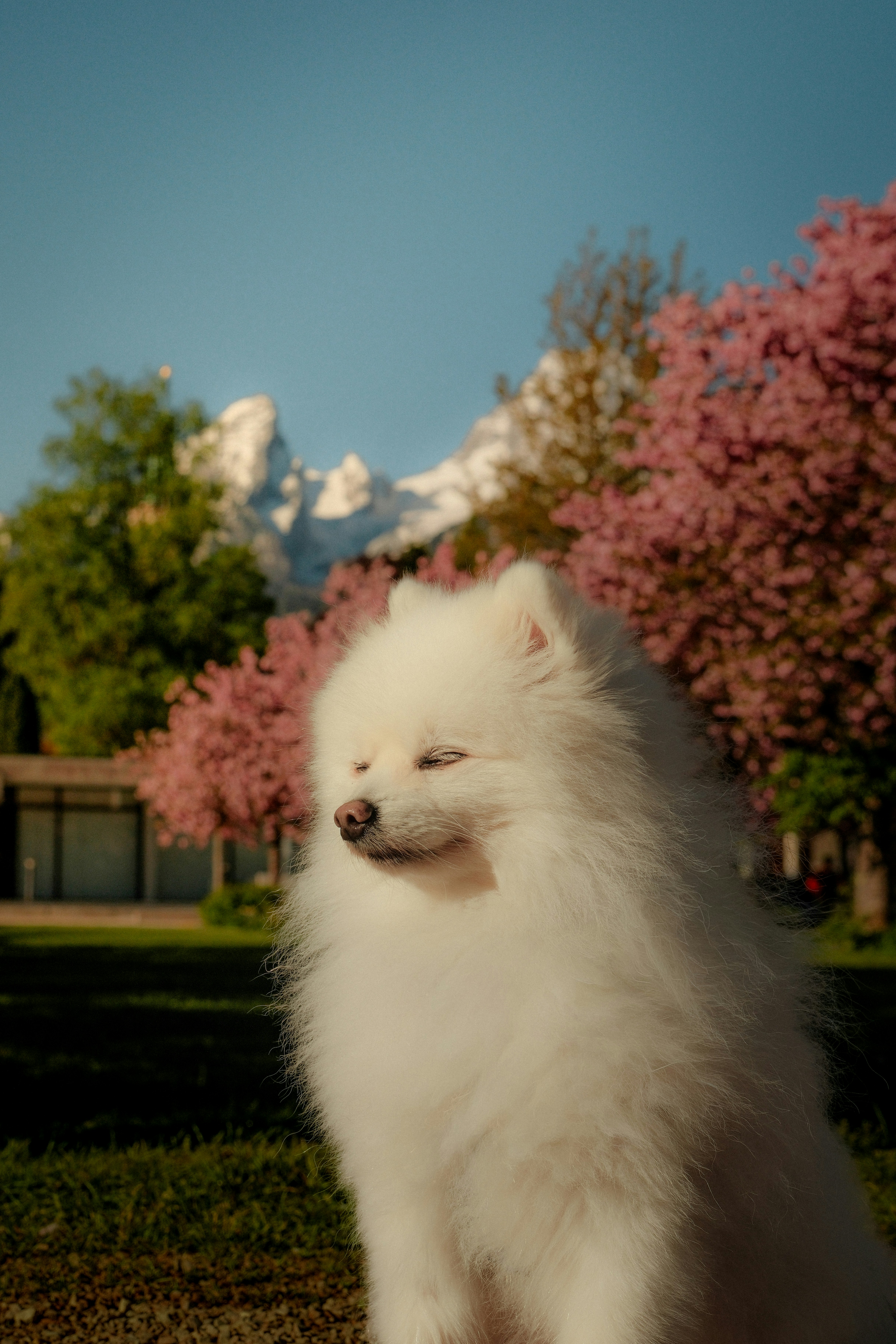 El perro blanco y esponjoso se sienta al aire libre con árboles y montañas en flor.