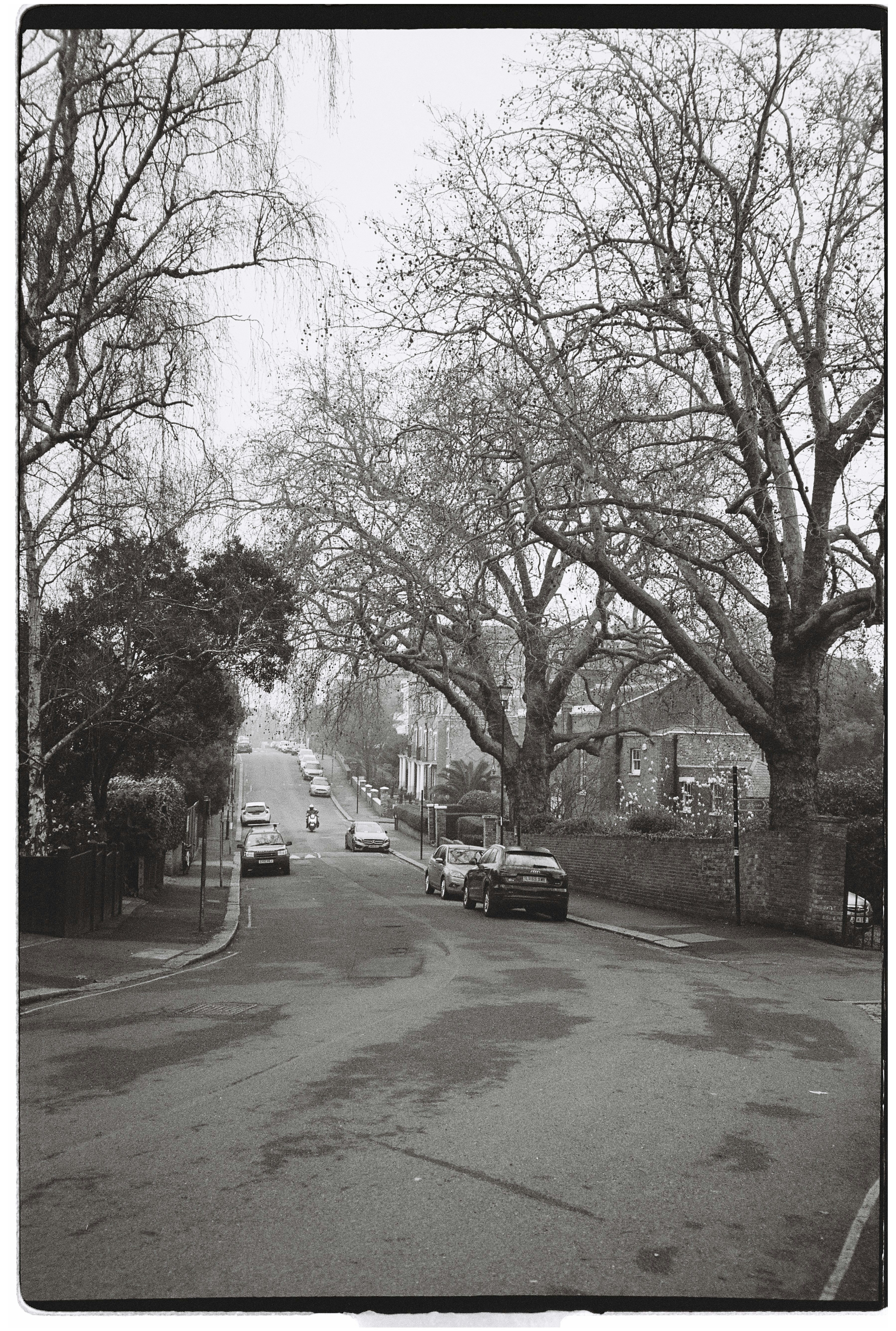 A quiet street lined with trees on a cloudy day.