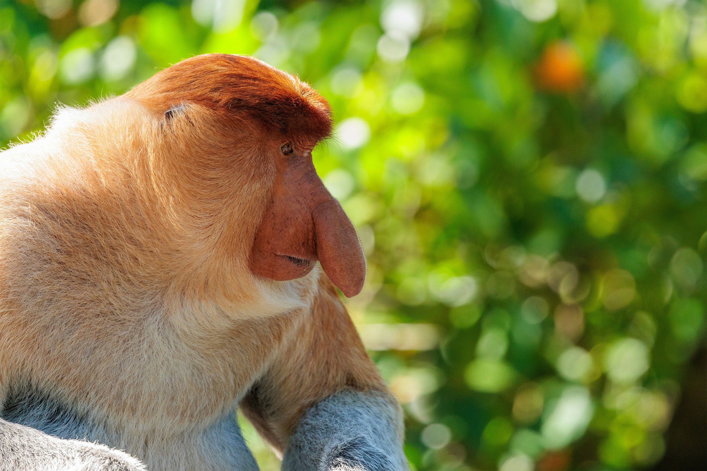A proboscis monkey with a large nose sits outdoors.