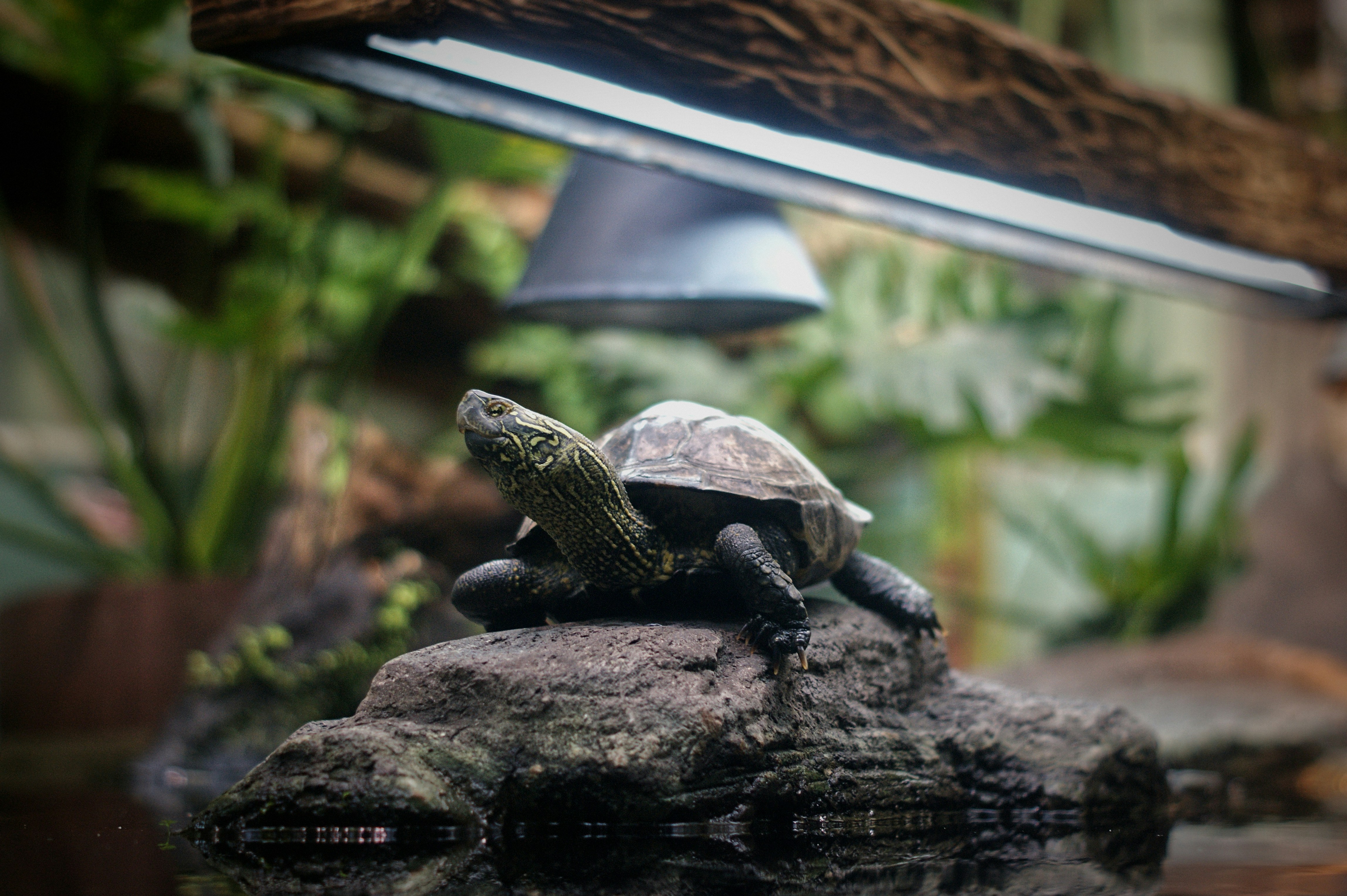 A turtle rests on a rock under a heat lamp.