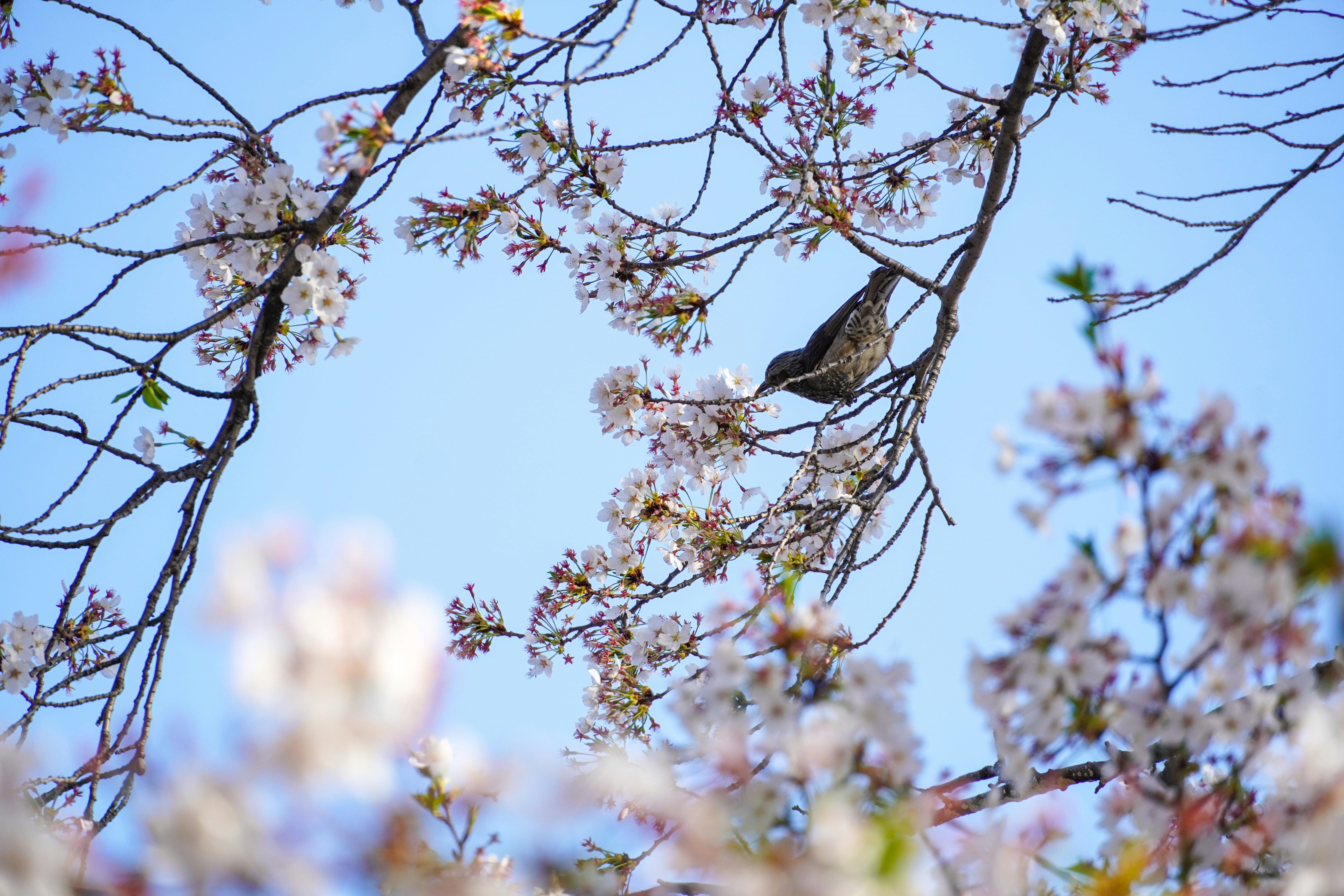 A bird perches on a flowering cherry blossom branch.