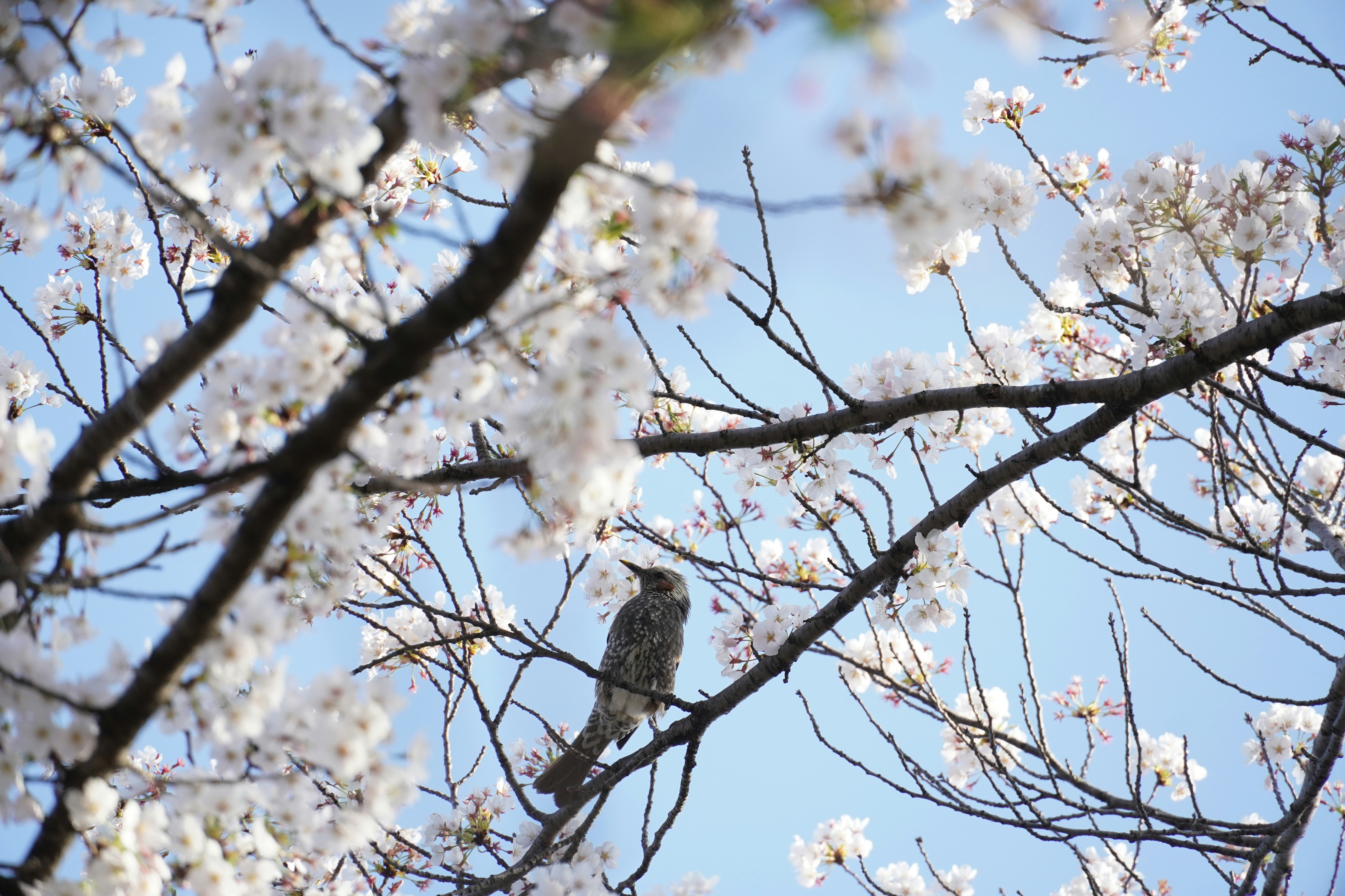 A bird perched on a branch with cherry blossoms.