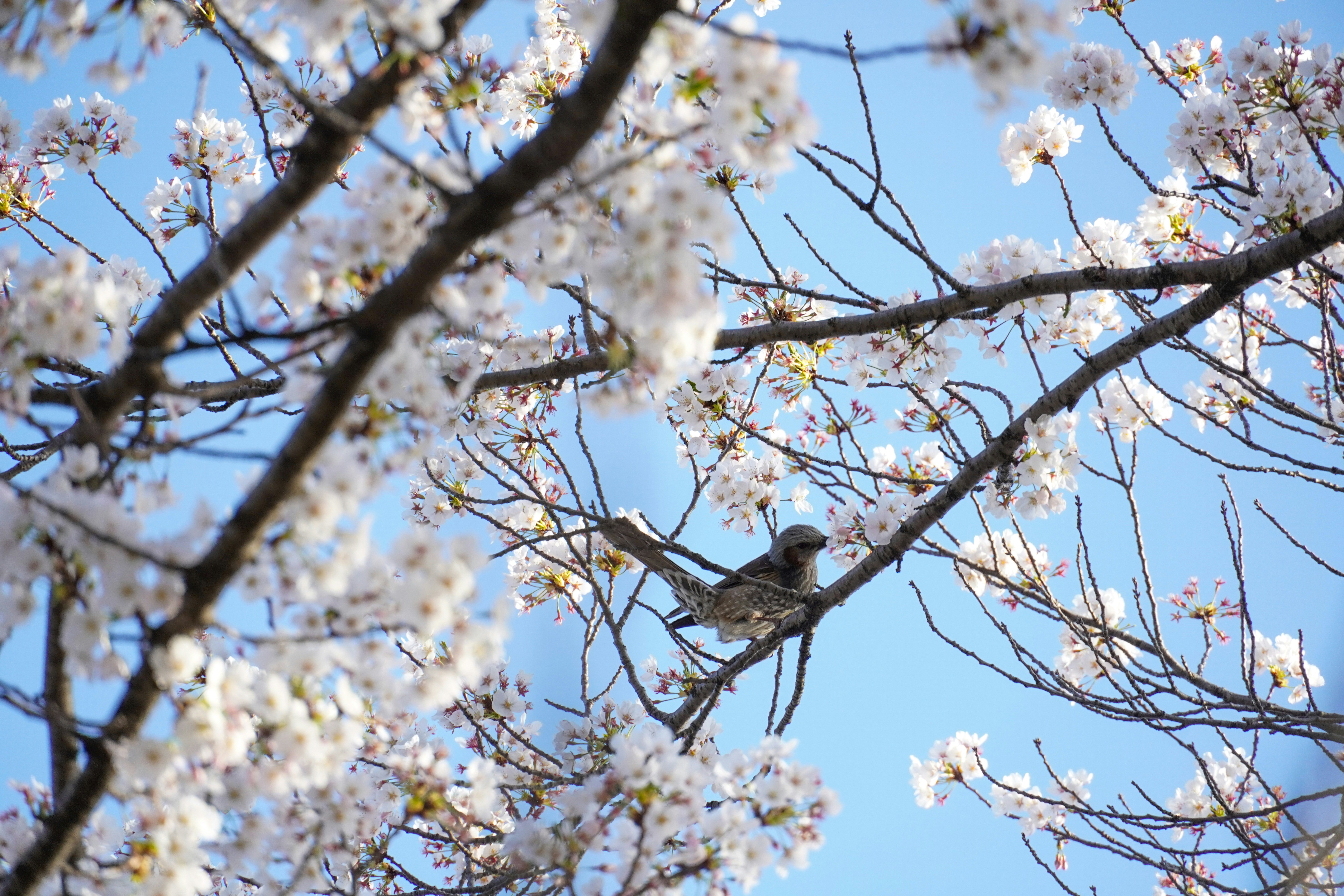 A bird perched on a branch with cherry blossoms