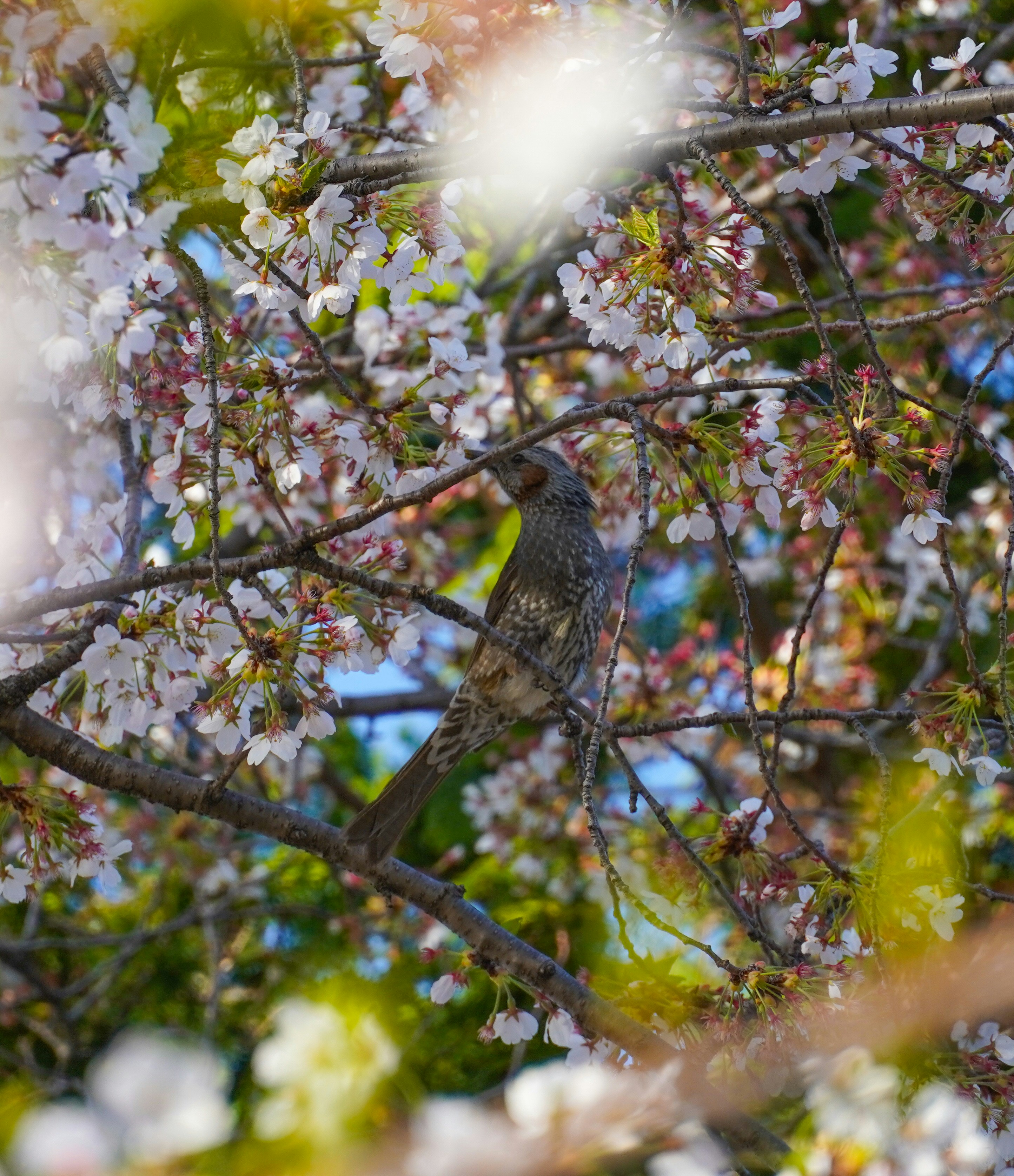 A bird perched on a branch with blossoms.