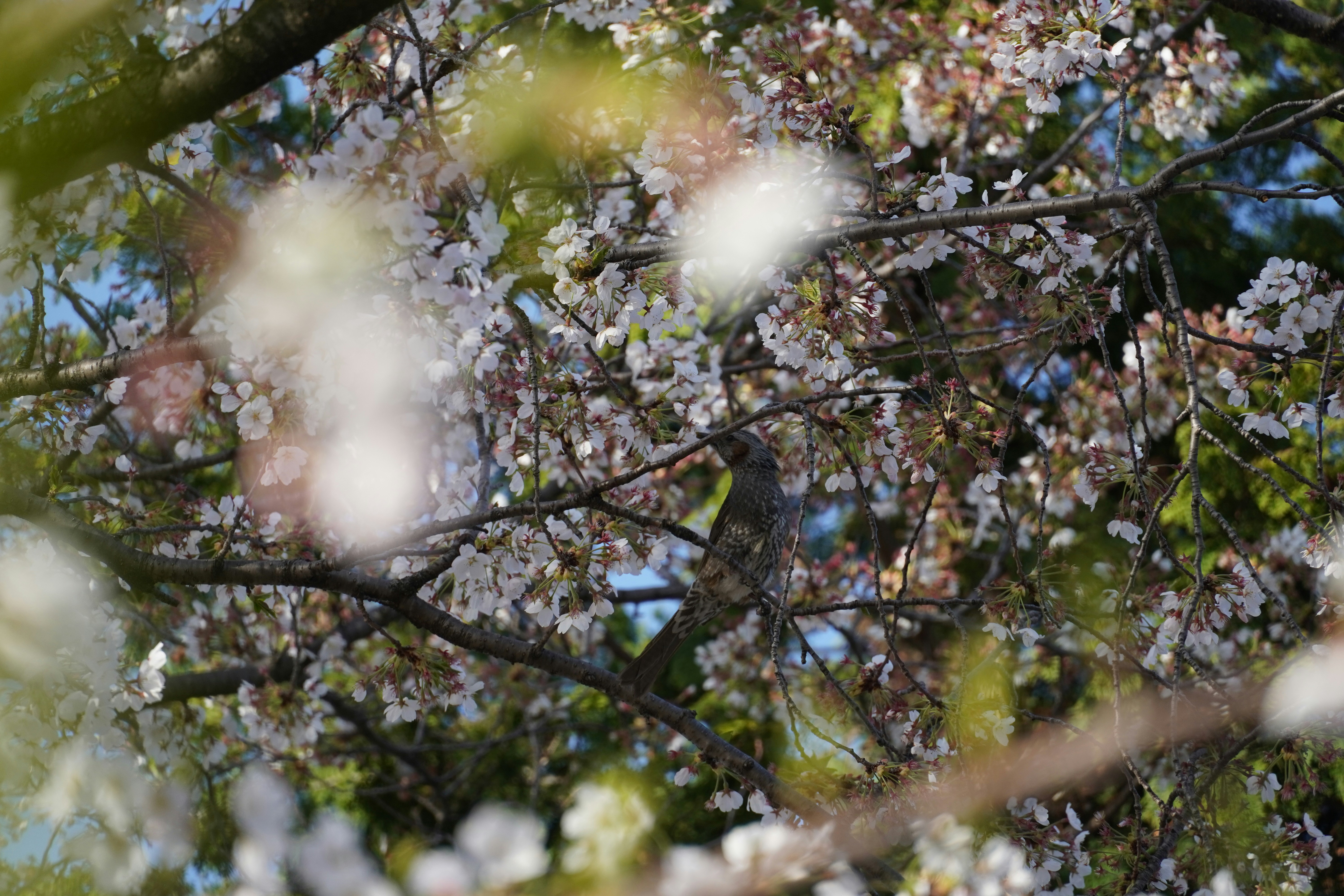 A bird perched on a branch with blooming flowers.