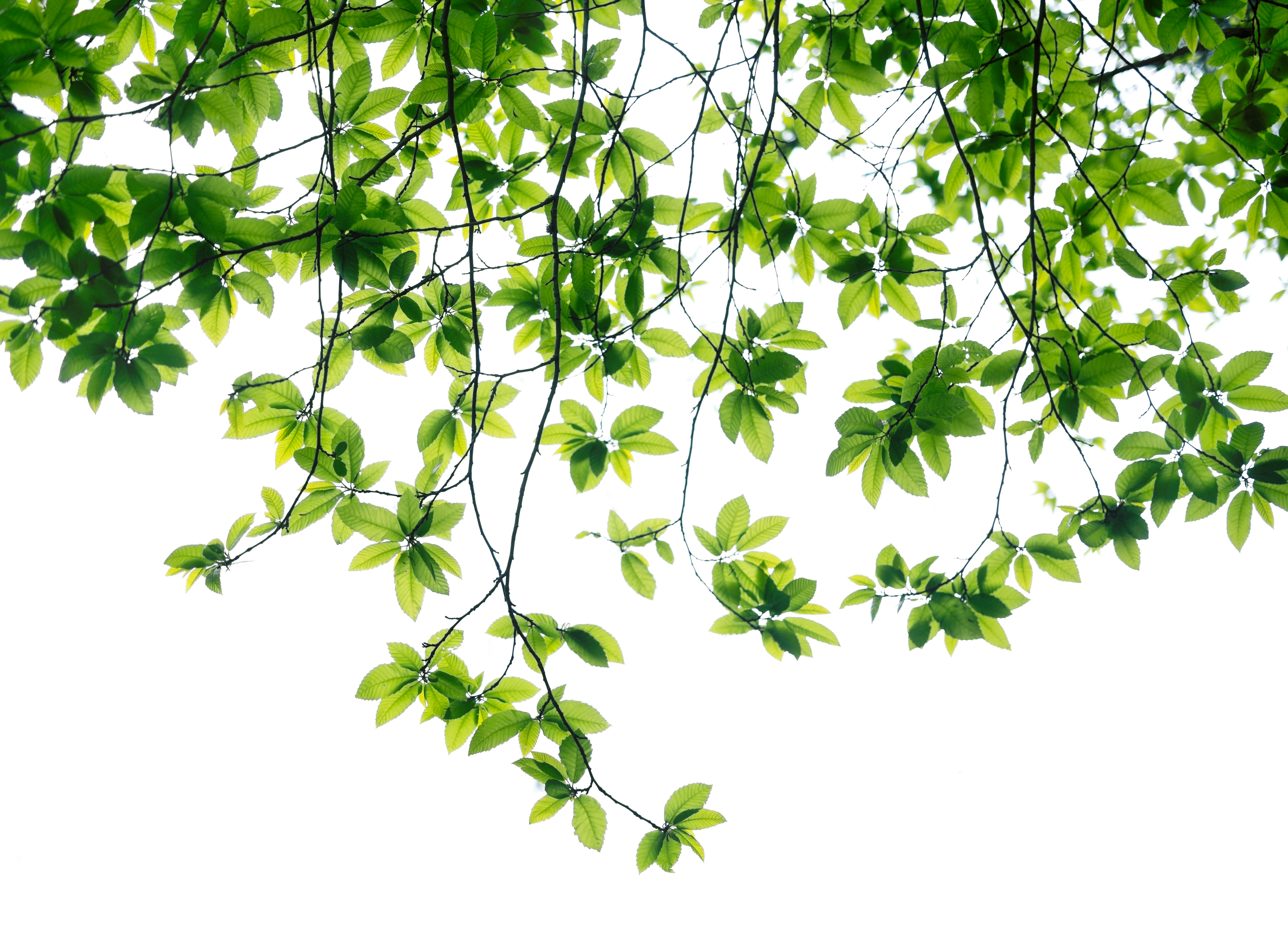 Green leaves hanging from branches against a white background