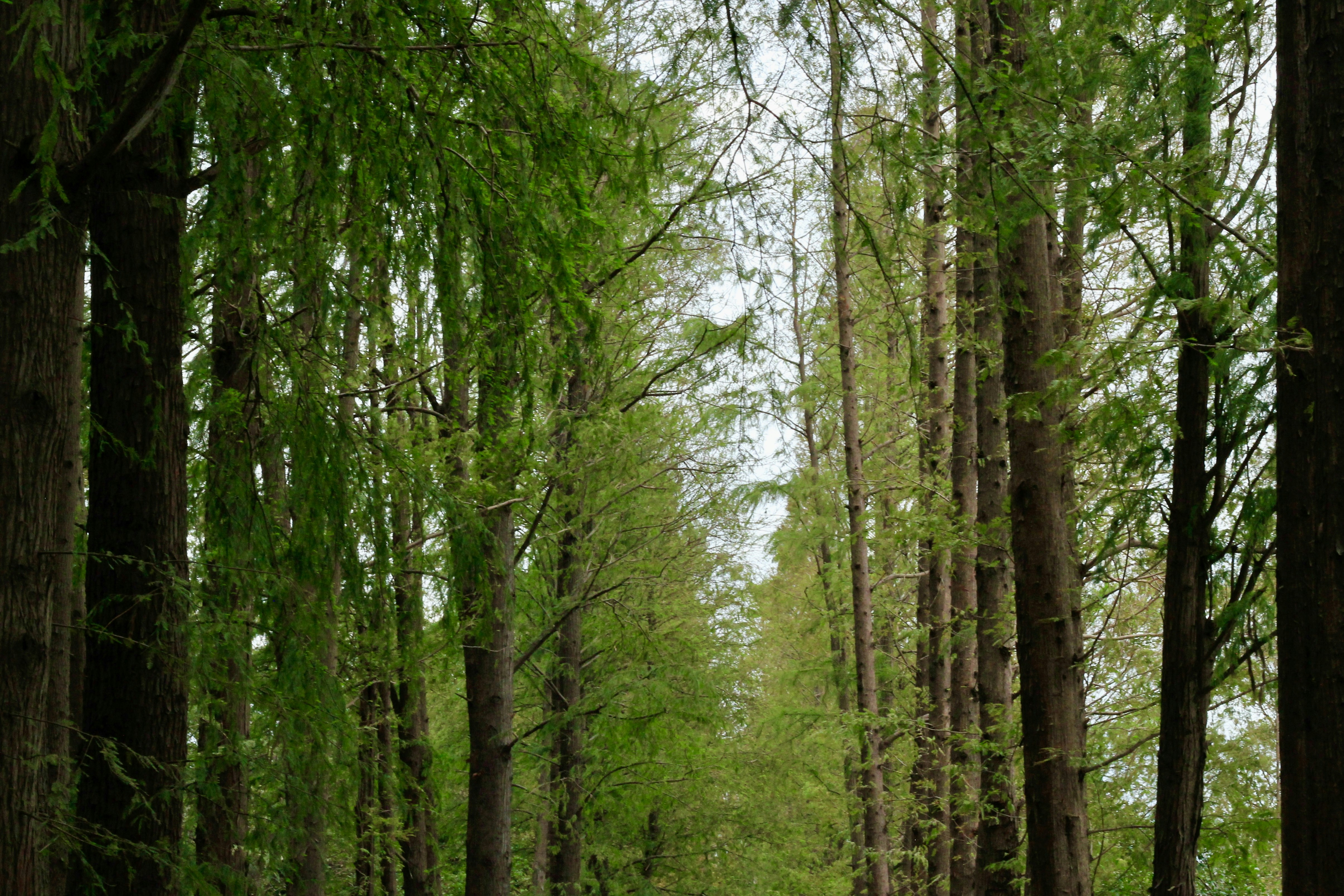 Altos árboles verdes bordeando un sendero forestal