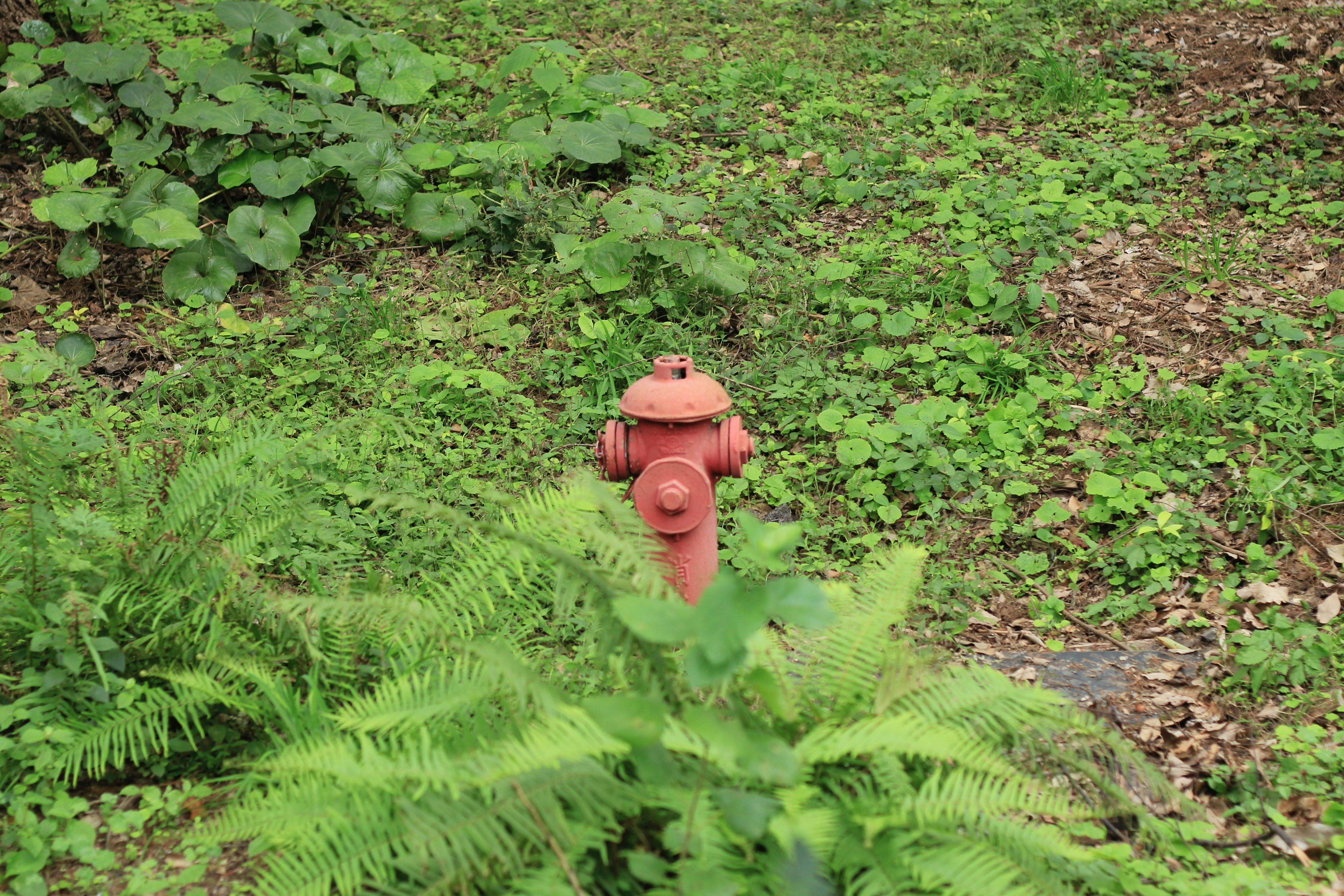 Una boca de incendios roja rodeada de un follaje verde y exuberante.