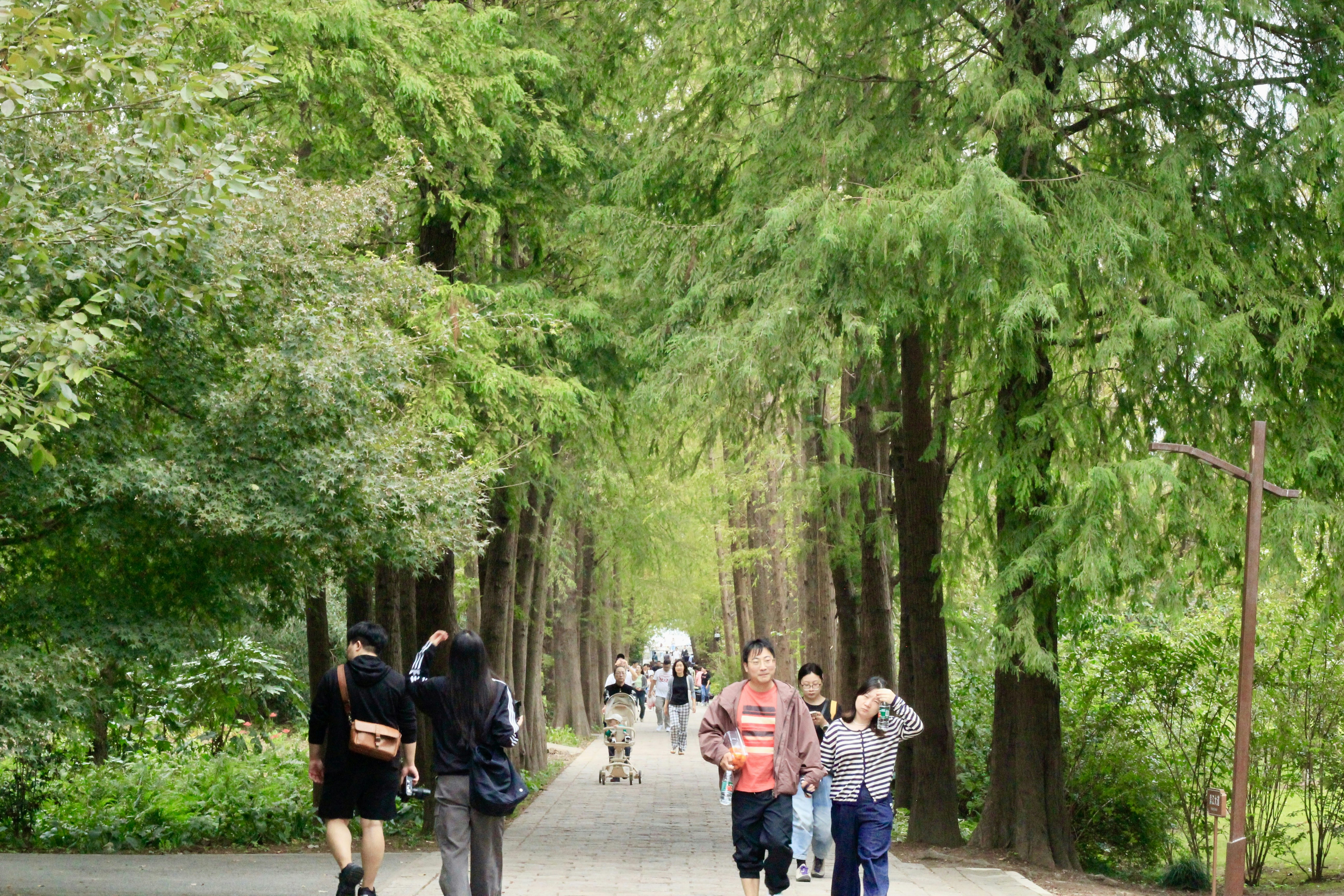 Gente caminando por un sendero arbolado en un parque.