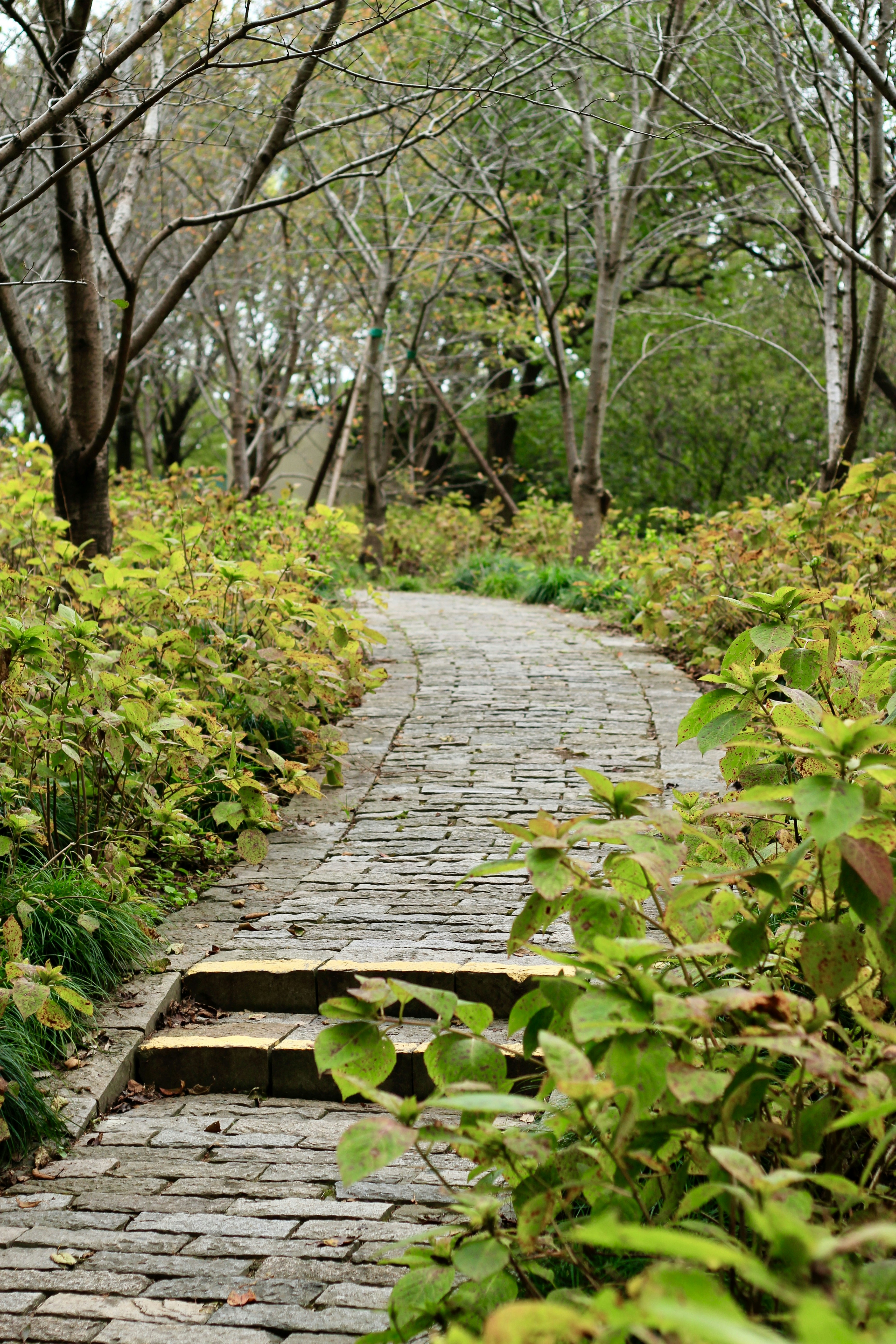 Sendero de piedra que serpentea por un bosque verde y frondoso