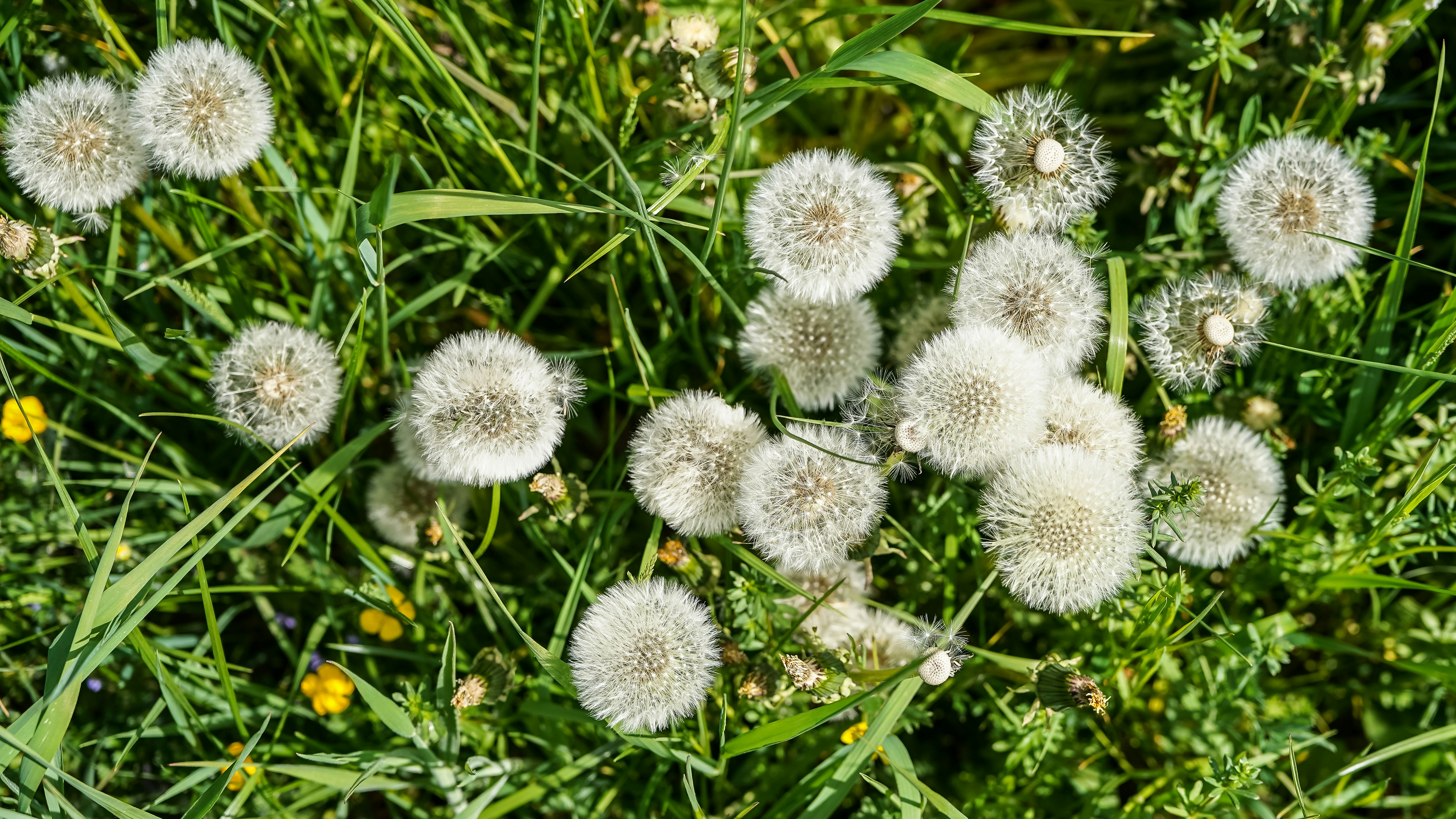 Cabezas esponjosas de semillas de diente de león blancas sobre hierba verde.