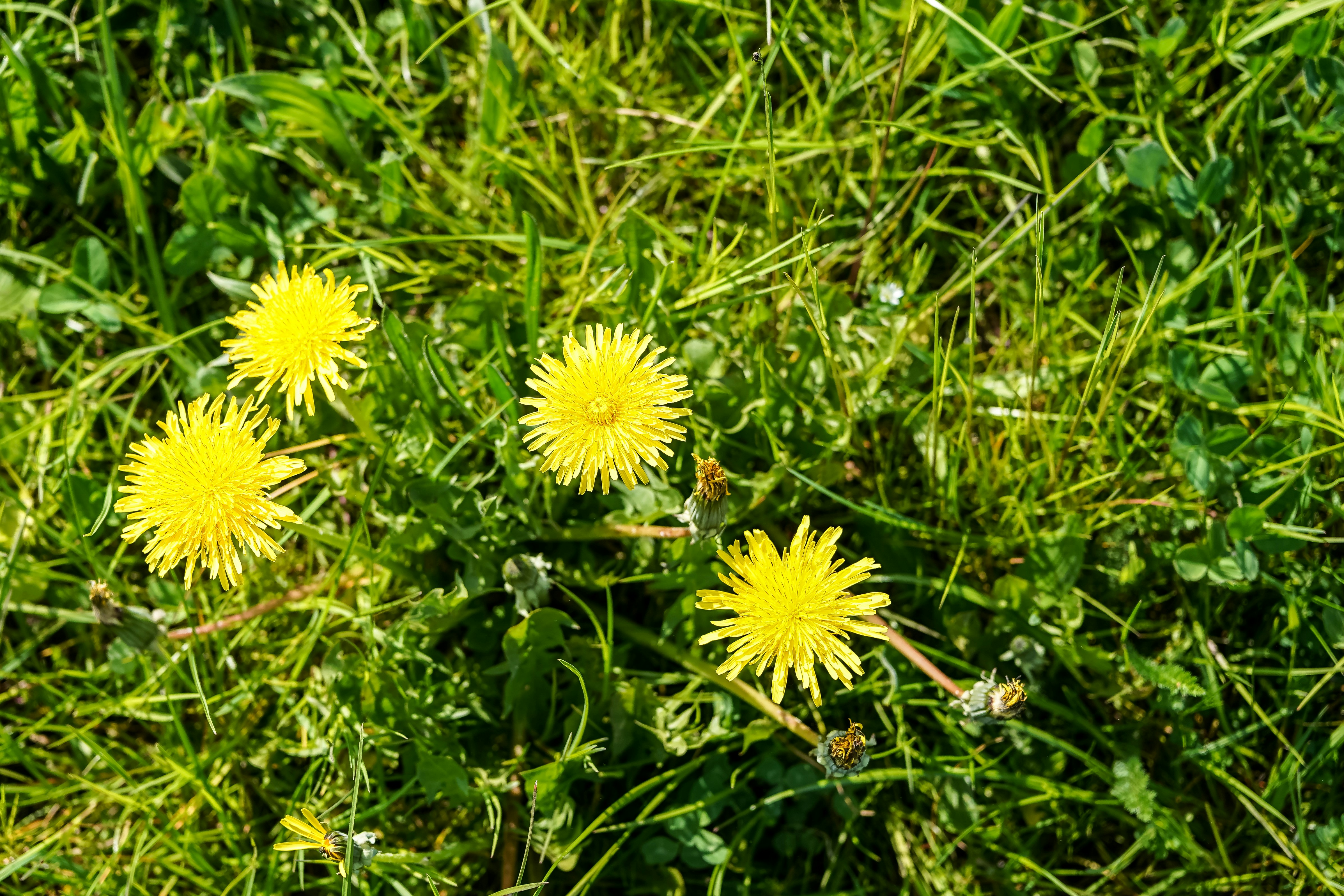 Dientes de león amarillos floreciendo en hierba verde