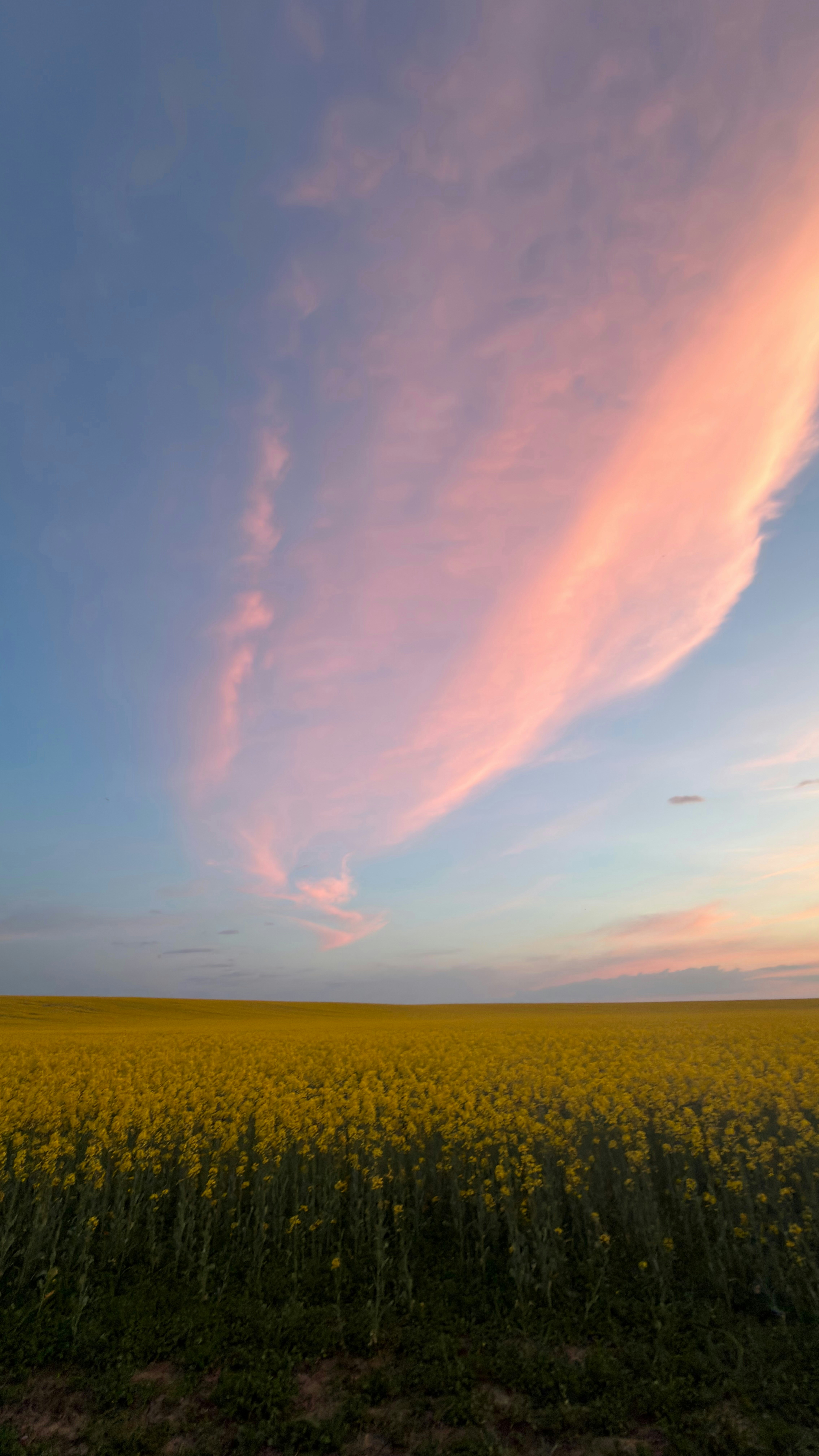 Vasto campo giallo sotto un cielo al tramonto rosa e blu.