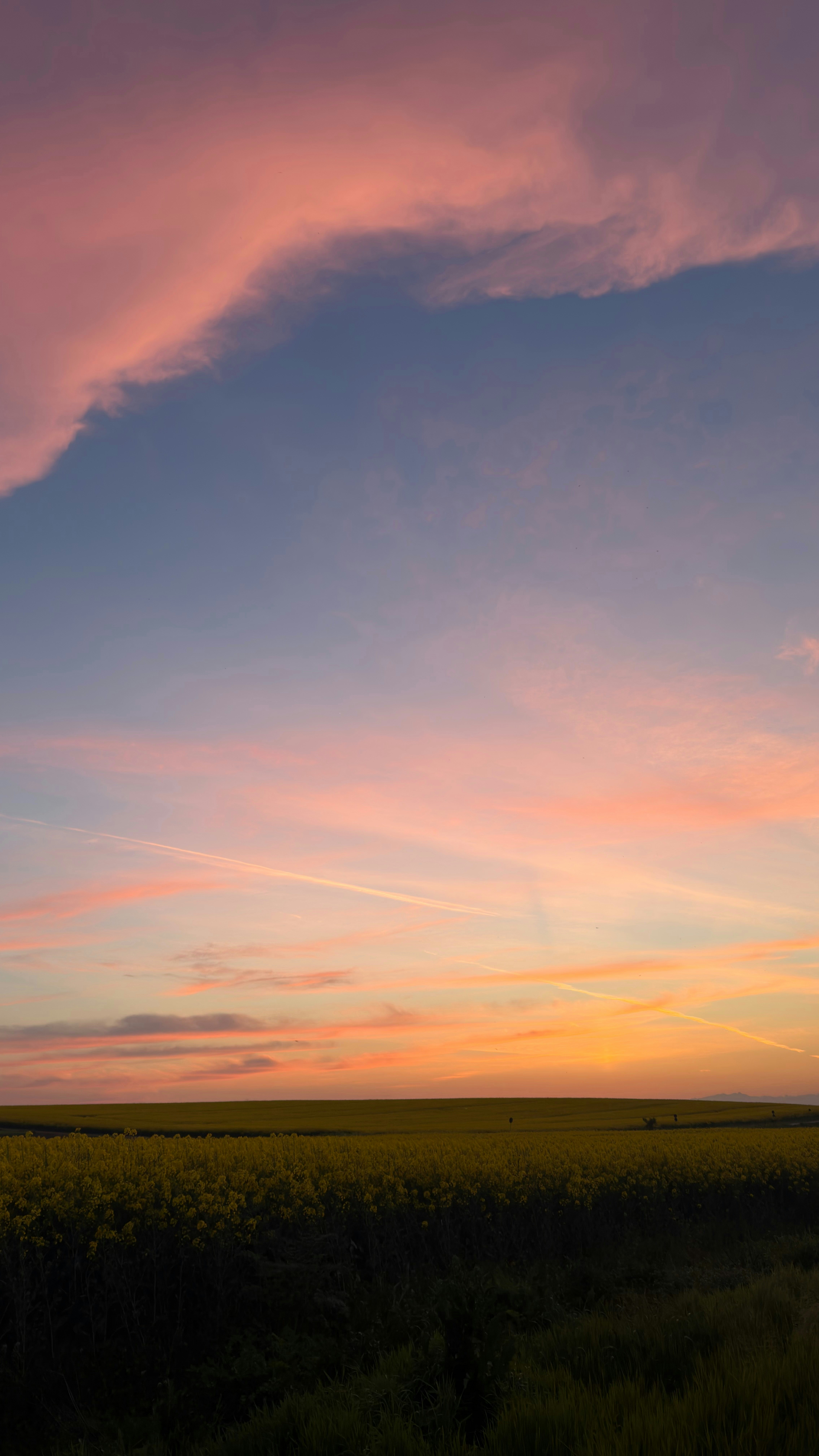 Nuvole rosa su un campo giallo al tramonto