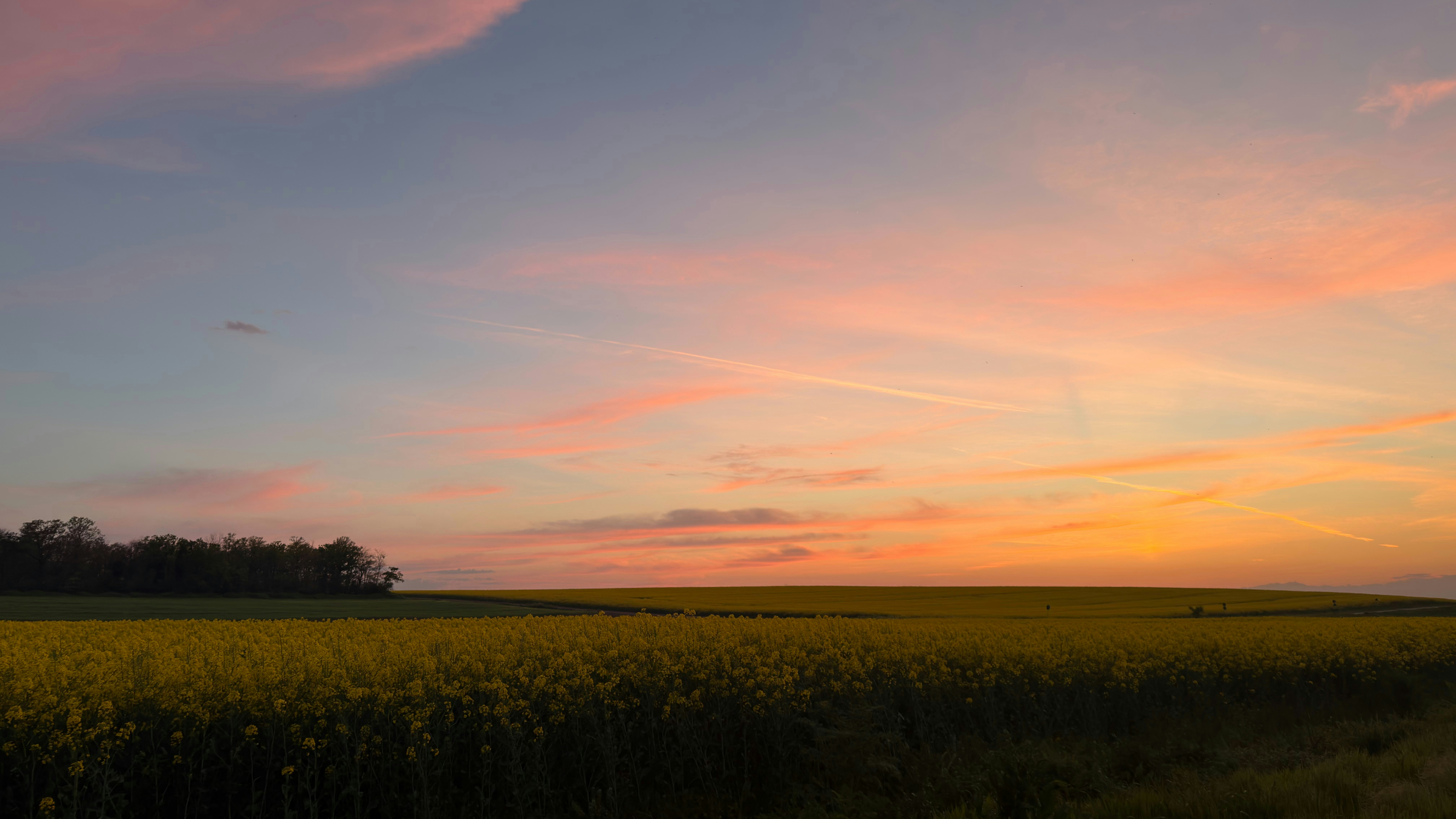 Cielo pastello al tramonto su un campo di fiori gialli