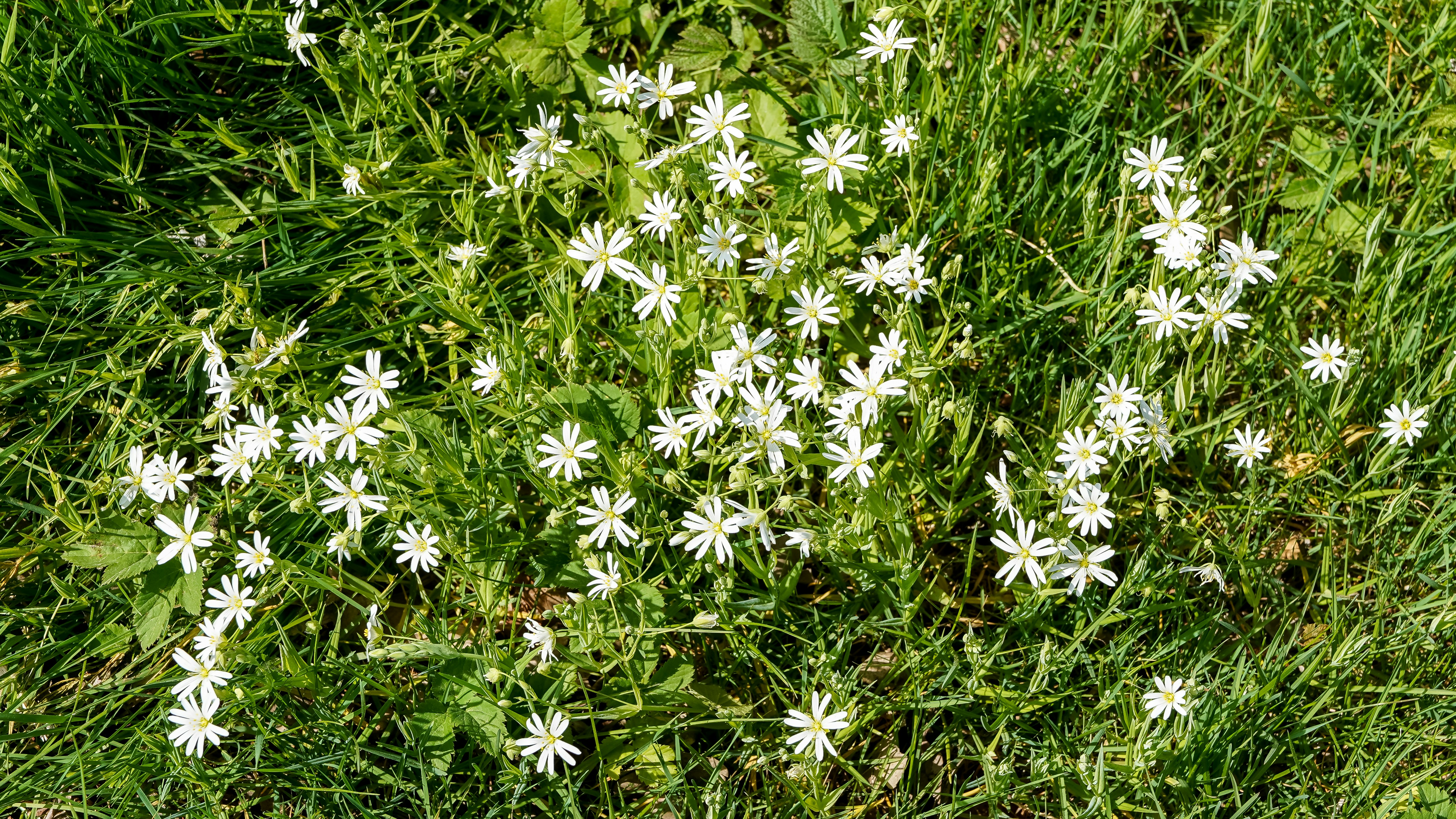 Pequeñas flores blancas esparcidas por la hierba verde