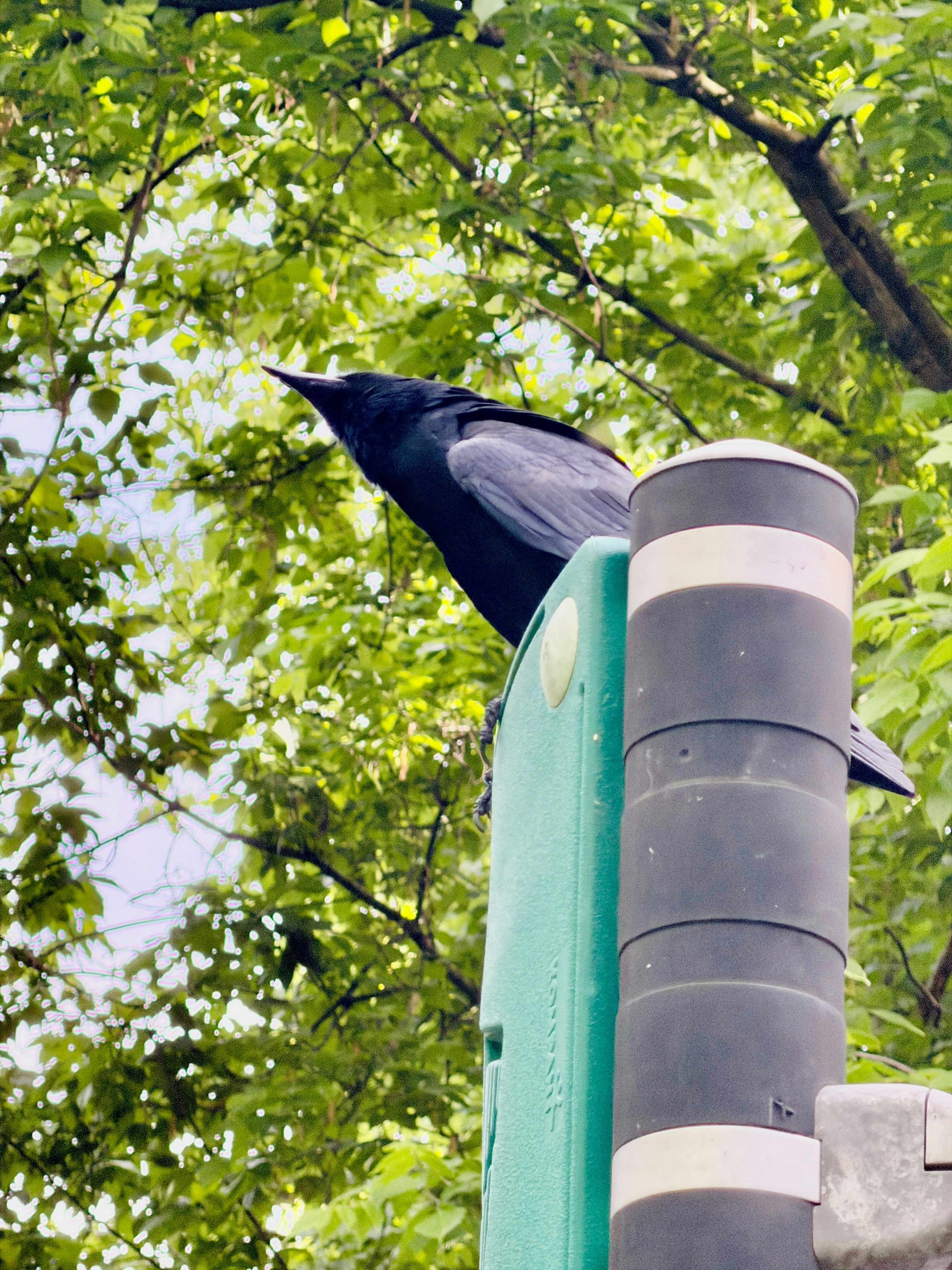A black crow perched on a pole with green leaves.