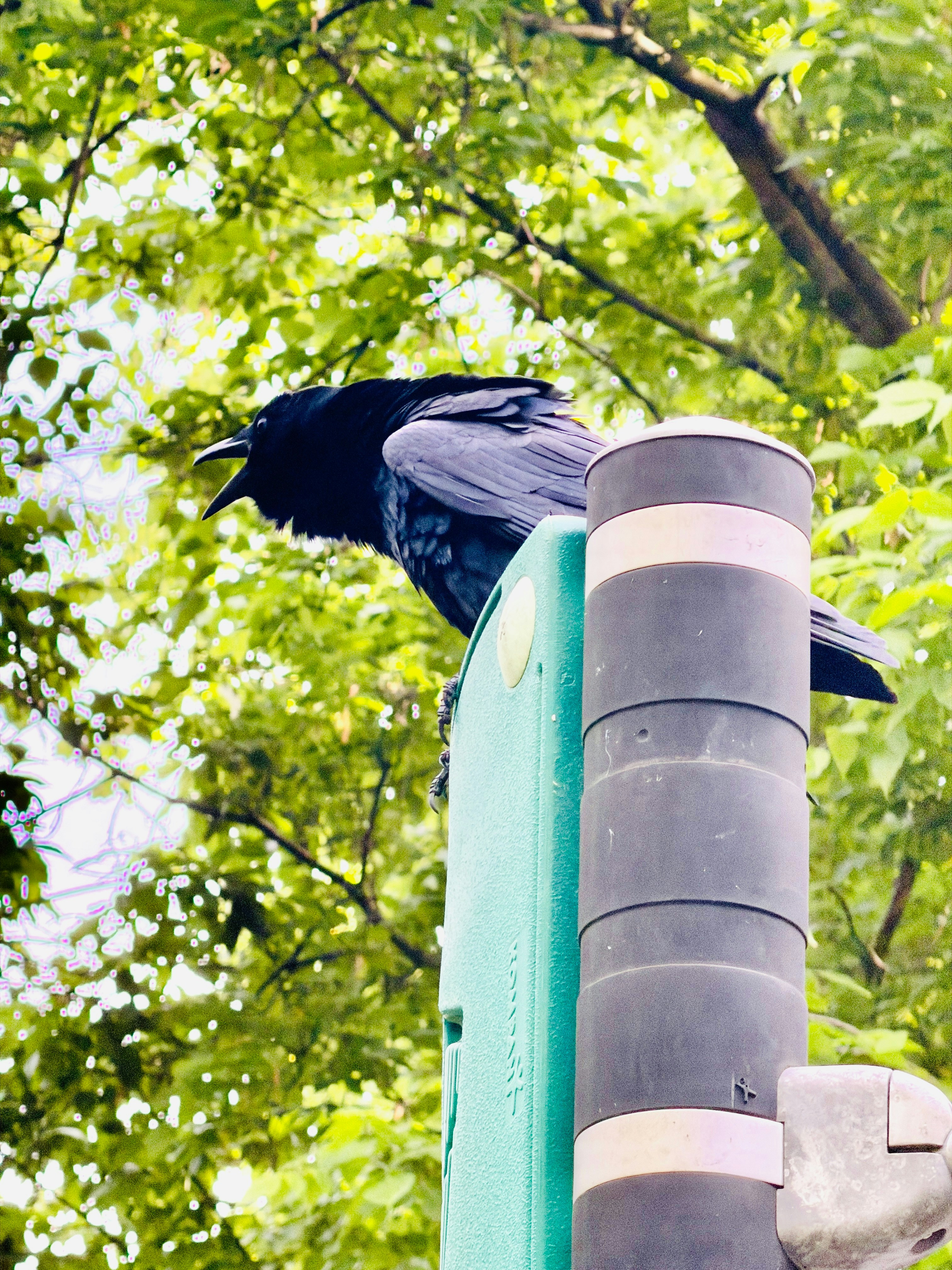 A black crow perches on a pole with green foliage.