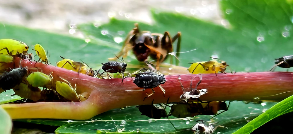Ants tending a row of aphids on a plant stem