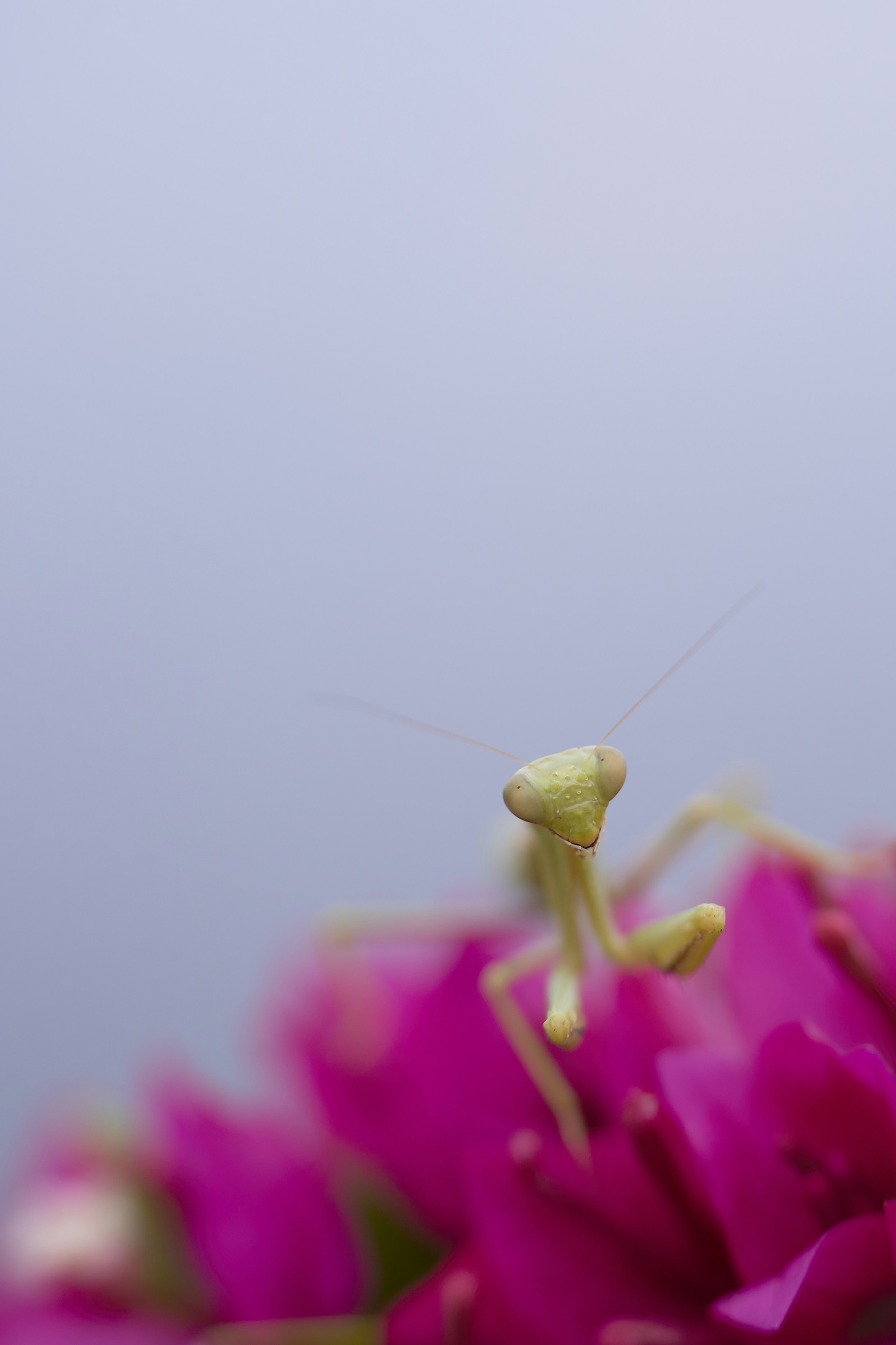 Photo by wolfgang_hasselmann