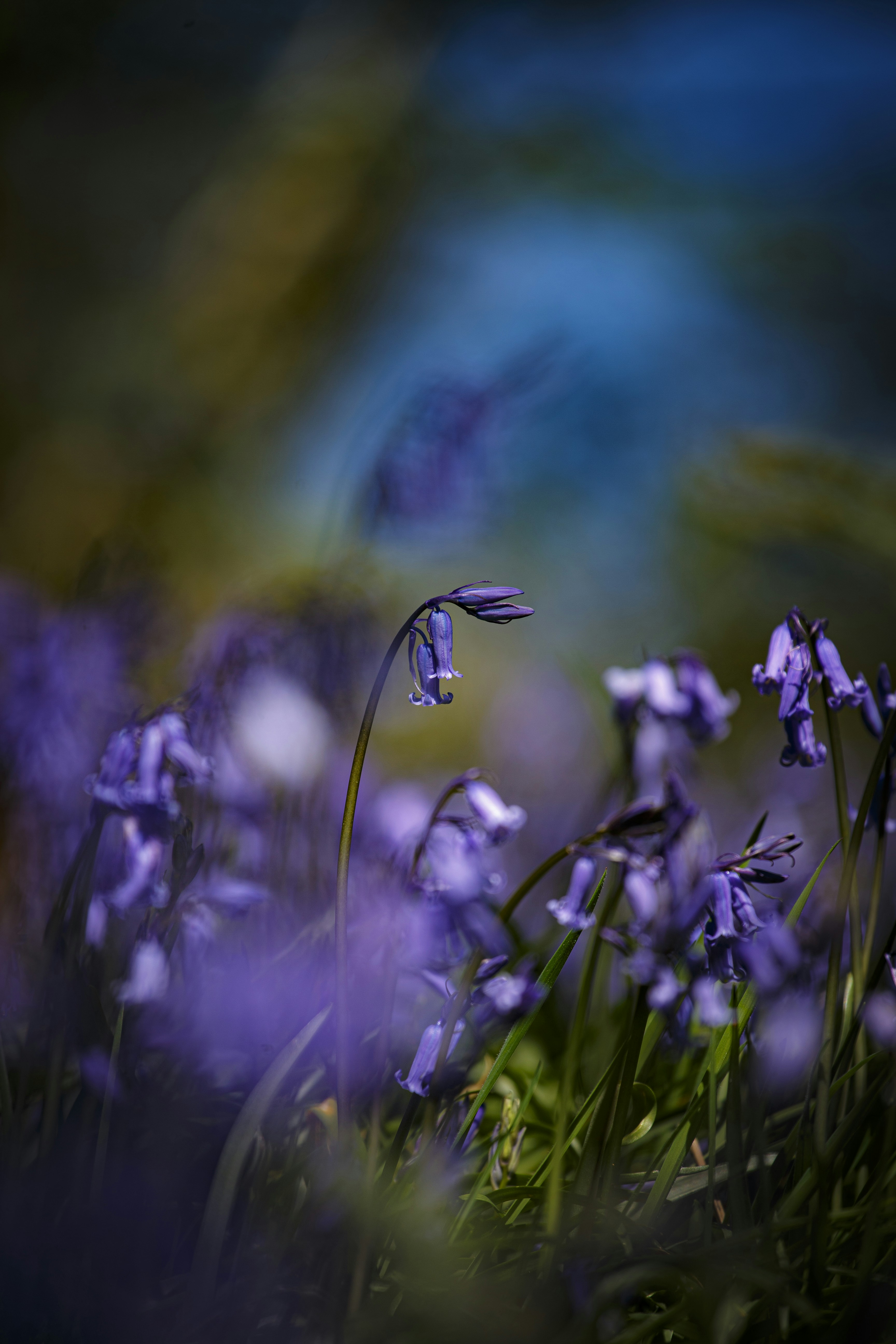 Um campo de delicadas flores de campainha em flor