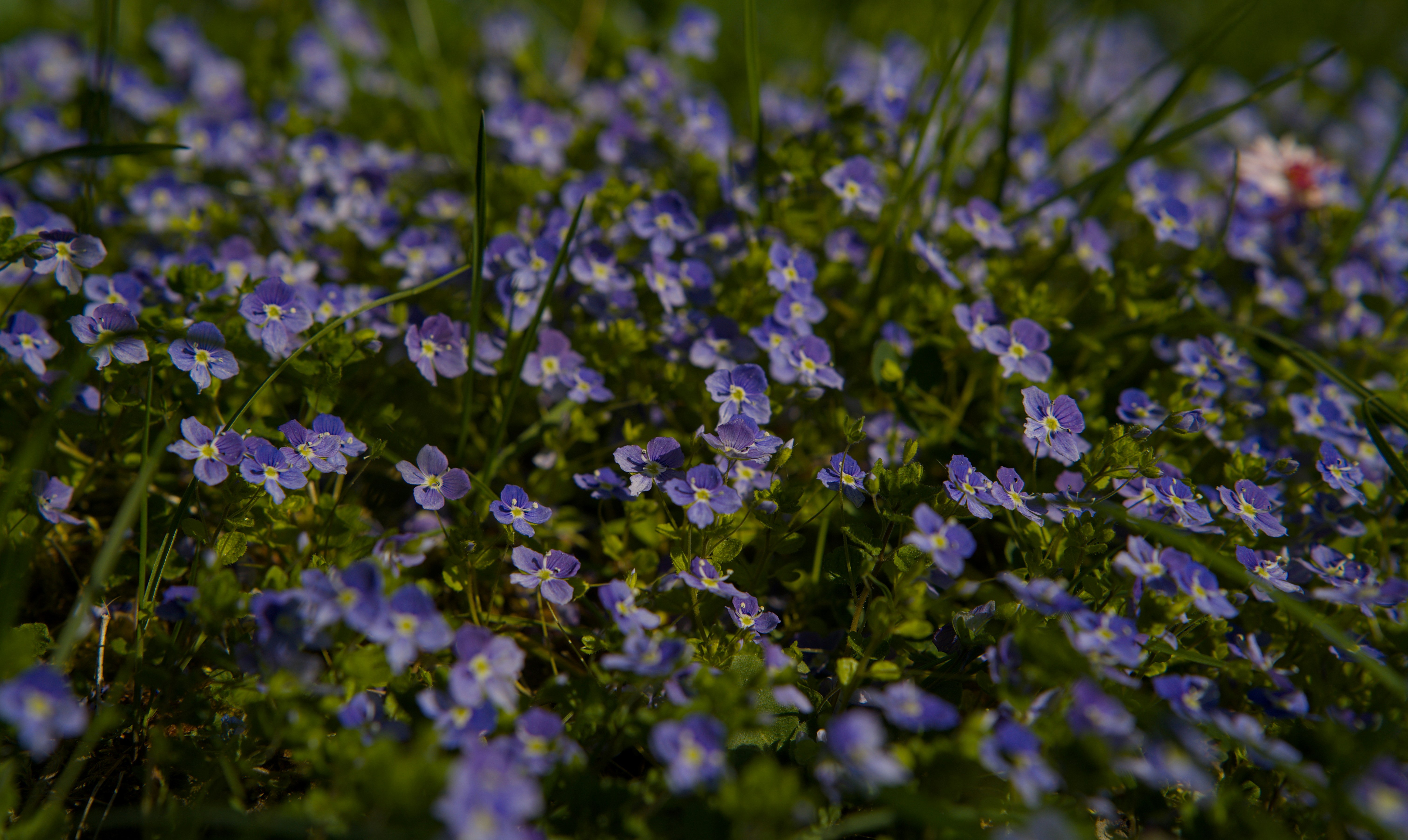 Photo by eizenkopp