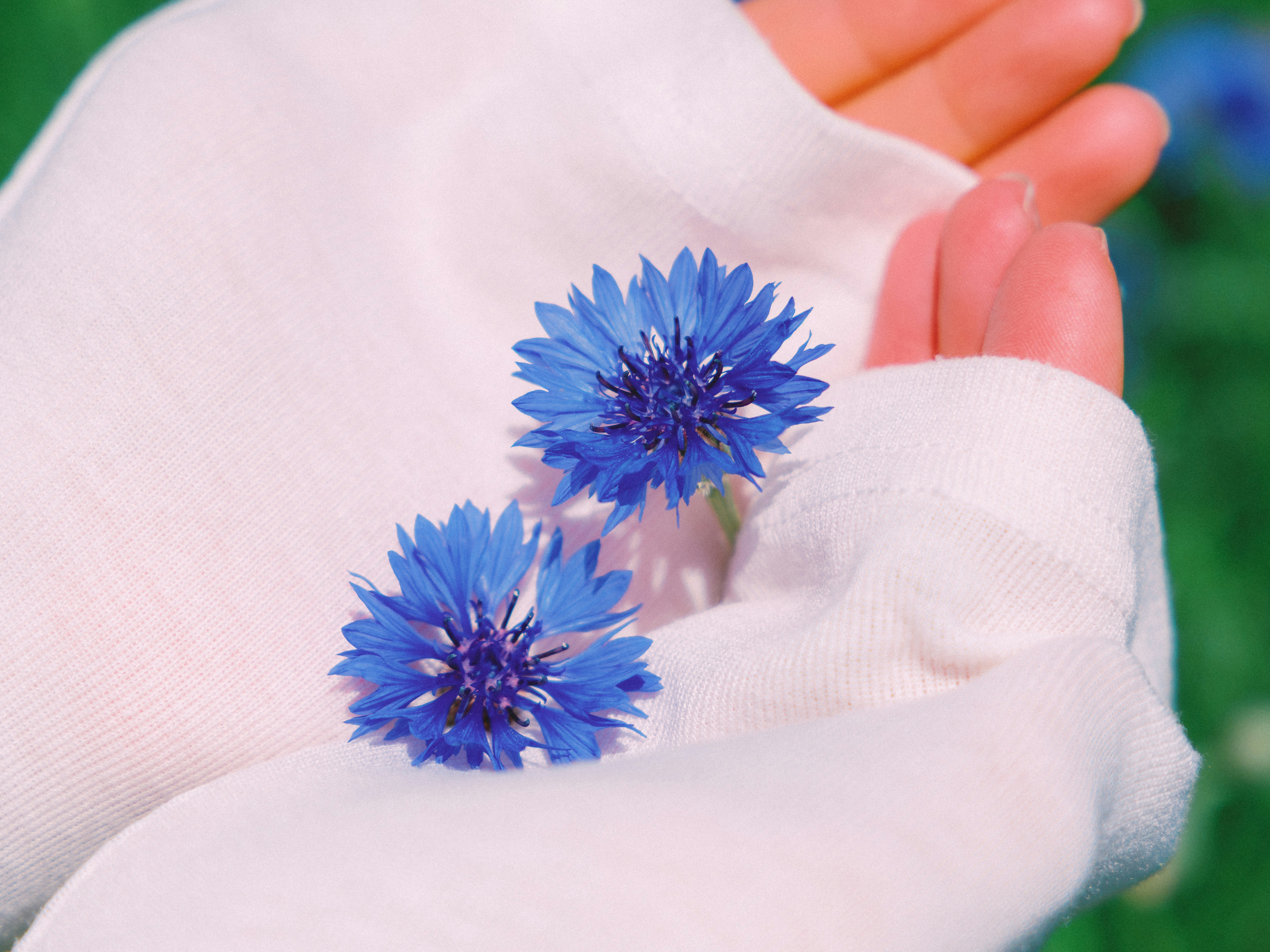Deux bleuets de bleuets reposant dans les mains en coupe.