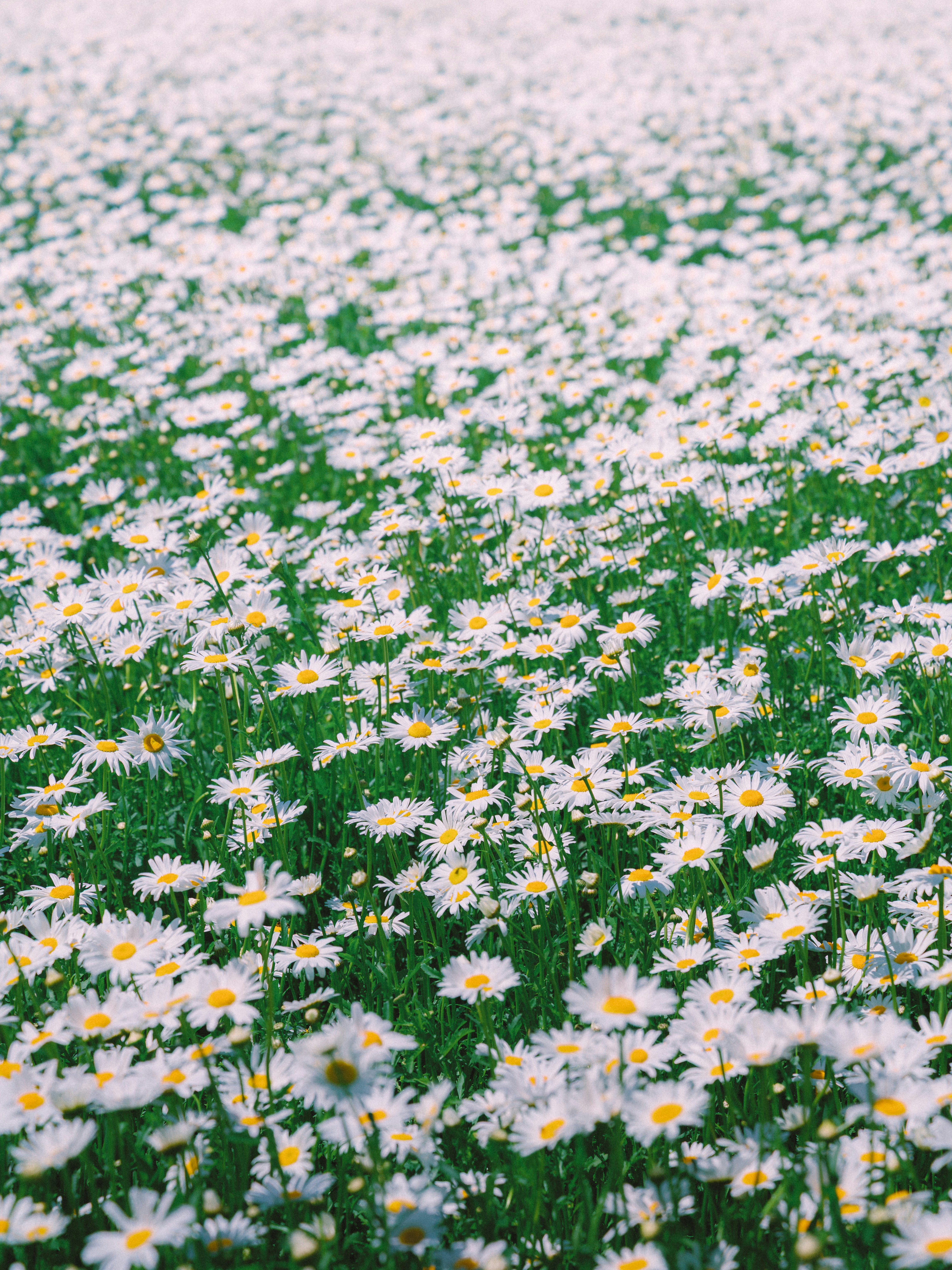 A vast field of white daisies with green grass