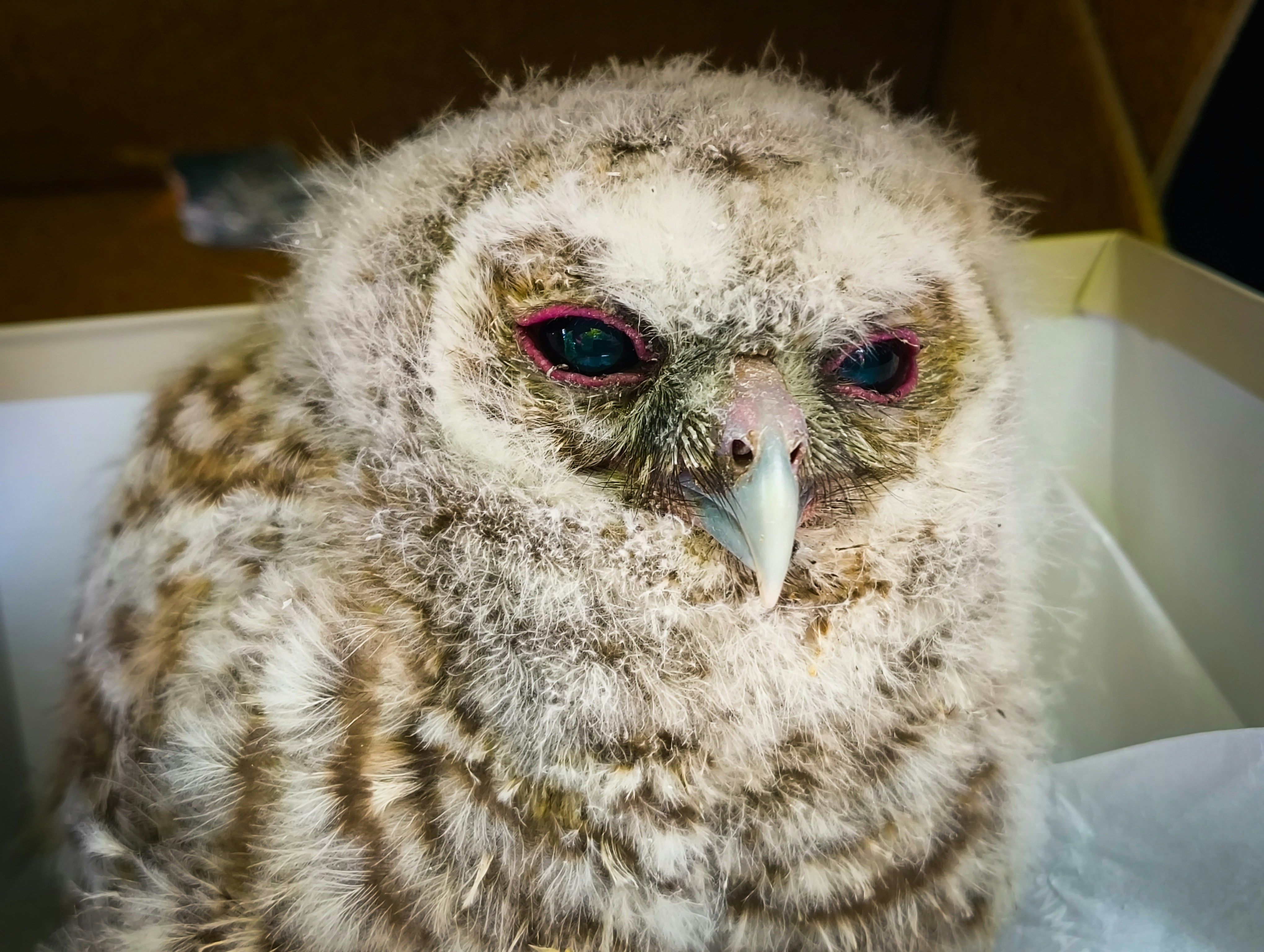 Un petit hibou duveteux aux plumes ébouriffées et aux yeux rouges.