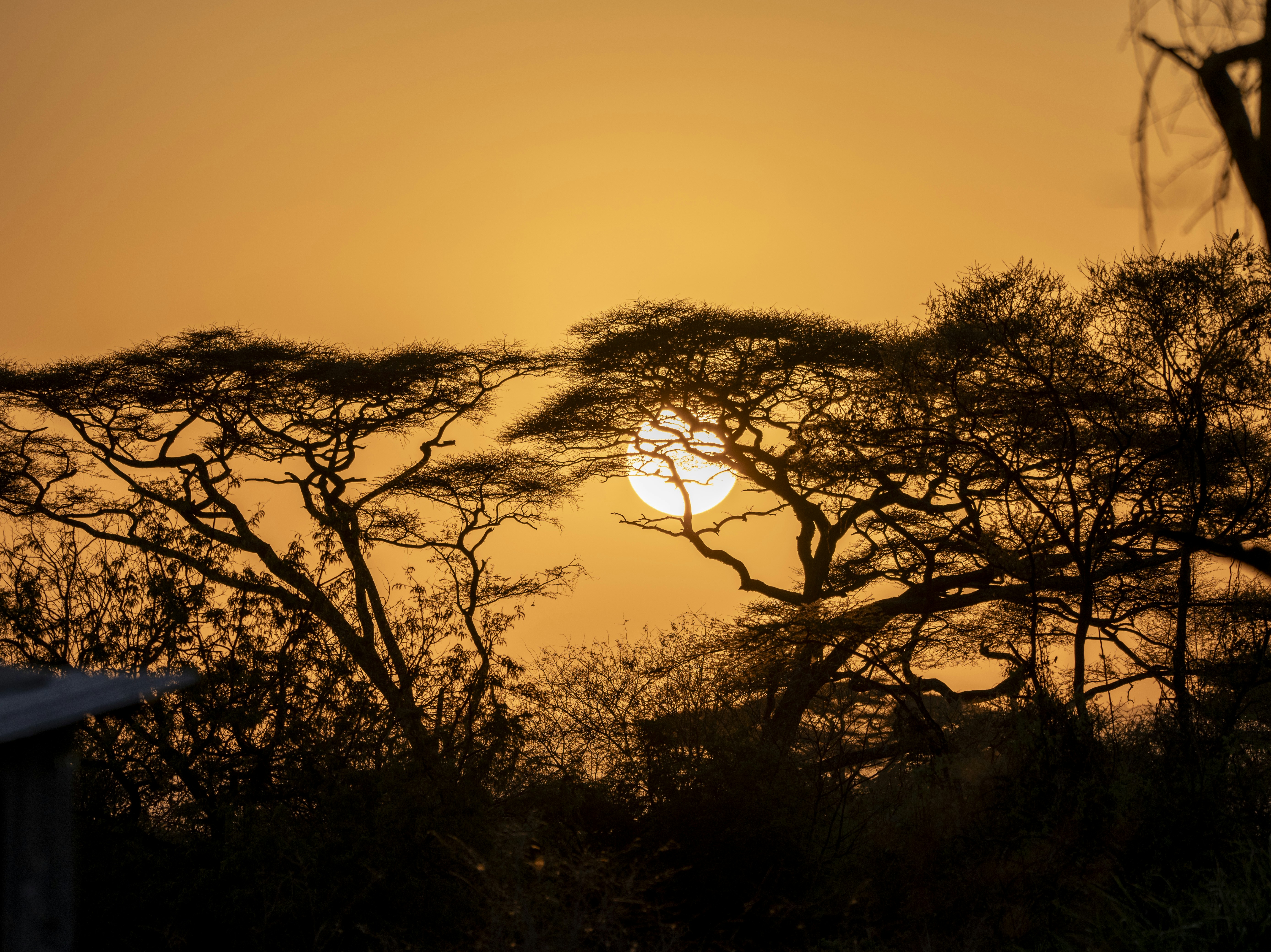 Sonnenuntergang hinter silhouettierten Akazienbäumen in Afrika.