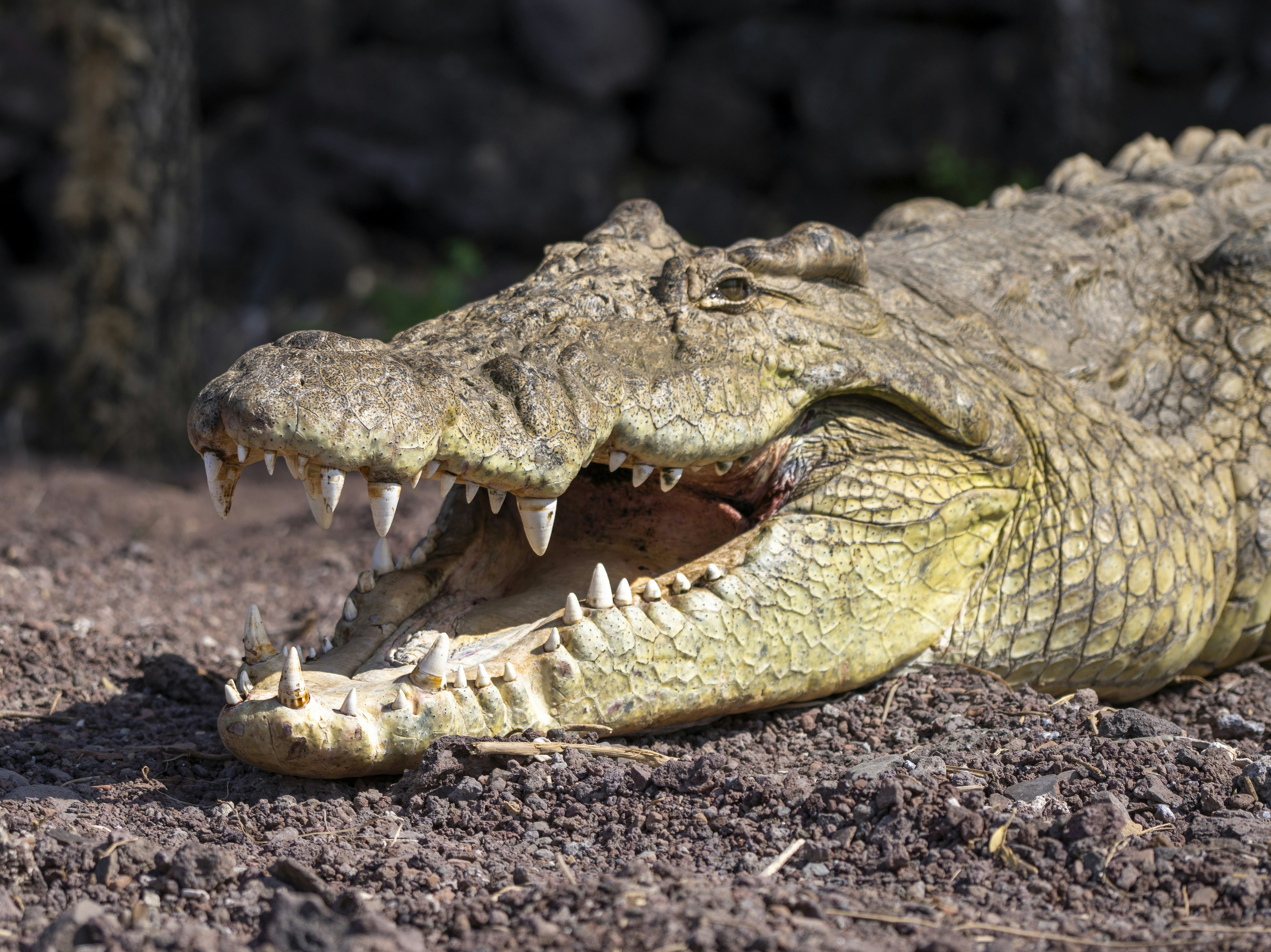 Ein Krokodil mit weit geöffnetem Maul