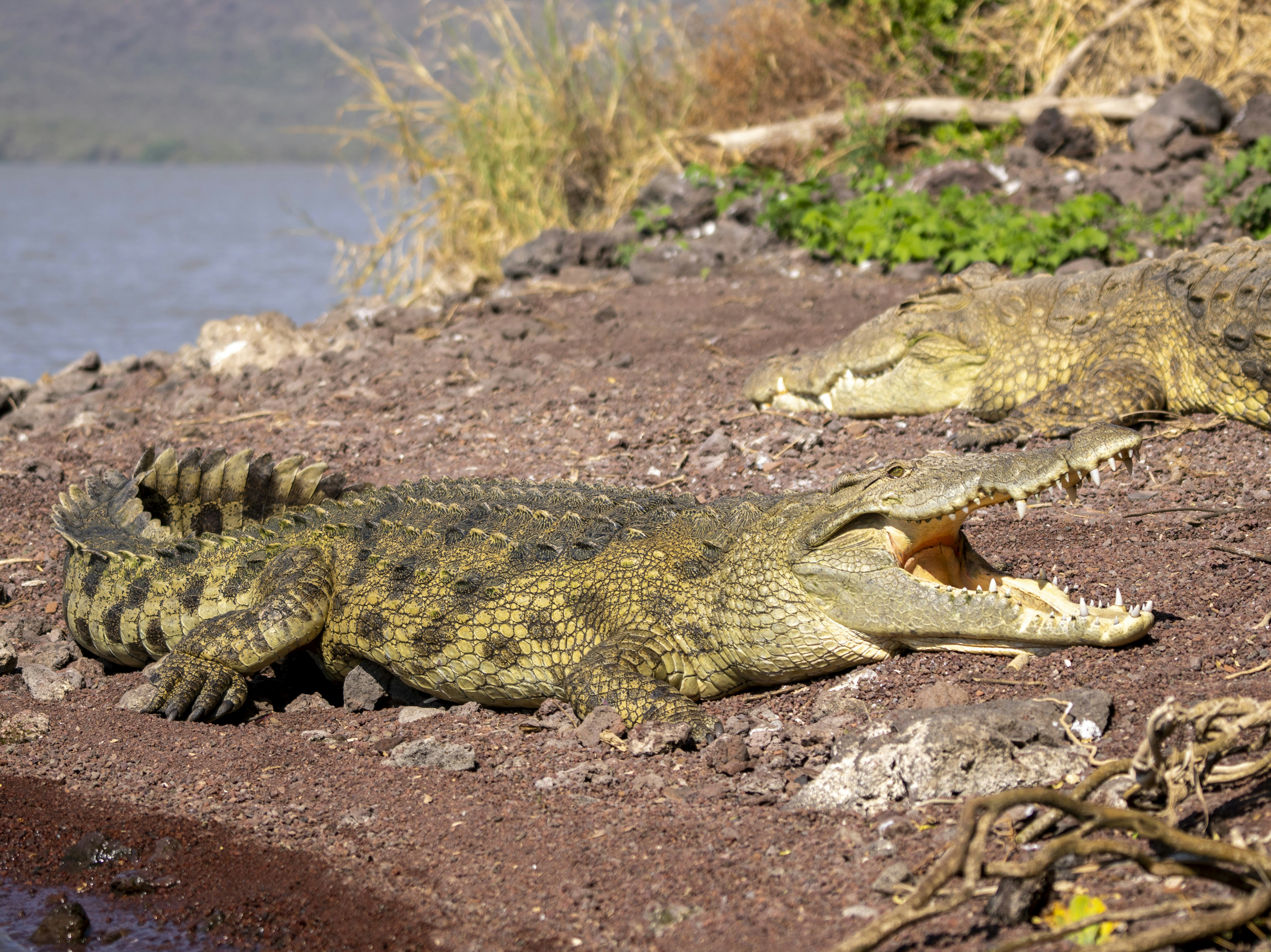 Zwei Krokodile, die auf einem Erdwall in der Nähe des Wassers ruhen