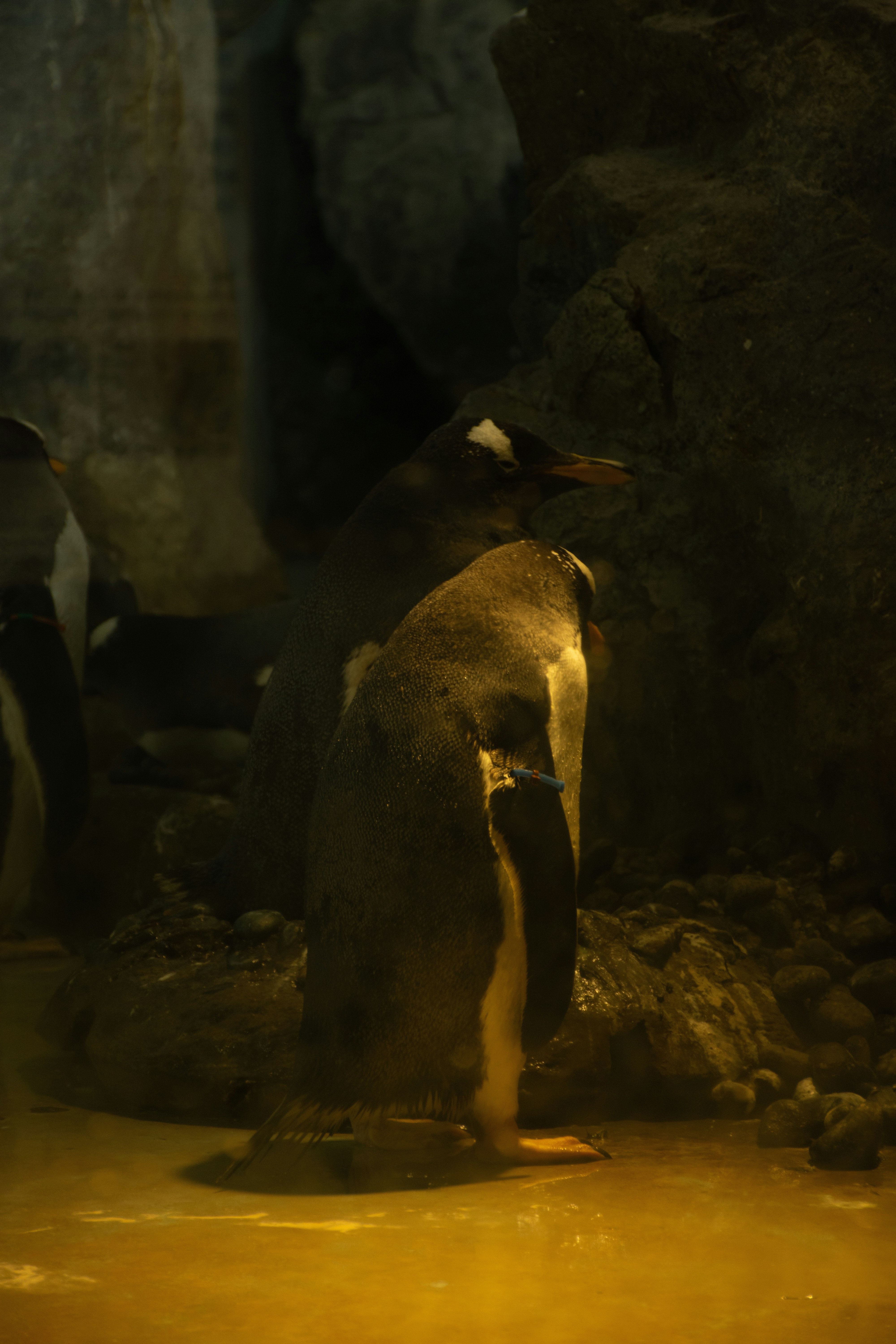 Zwei Pinguine stehen auf felsigem Boden.