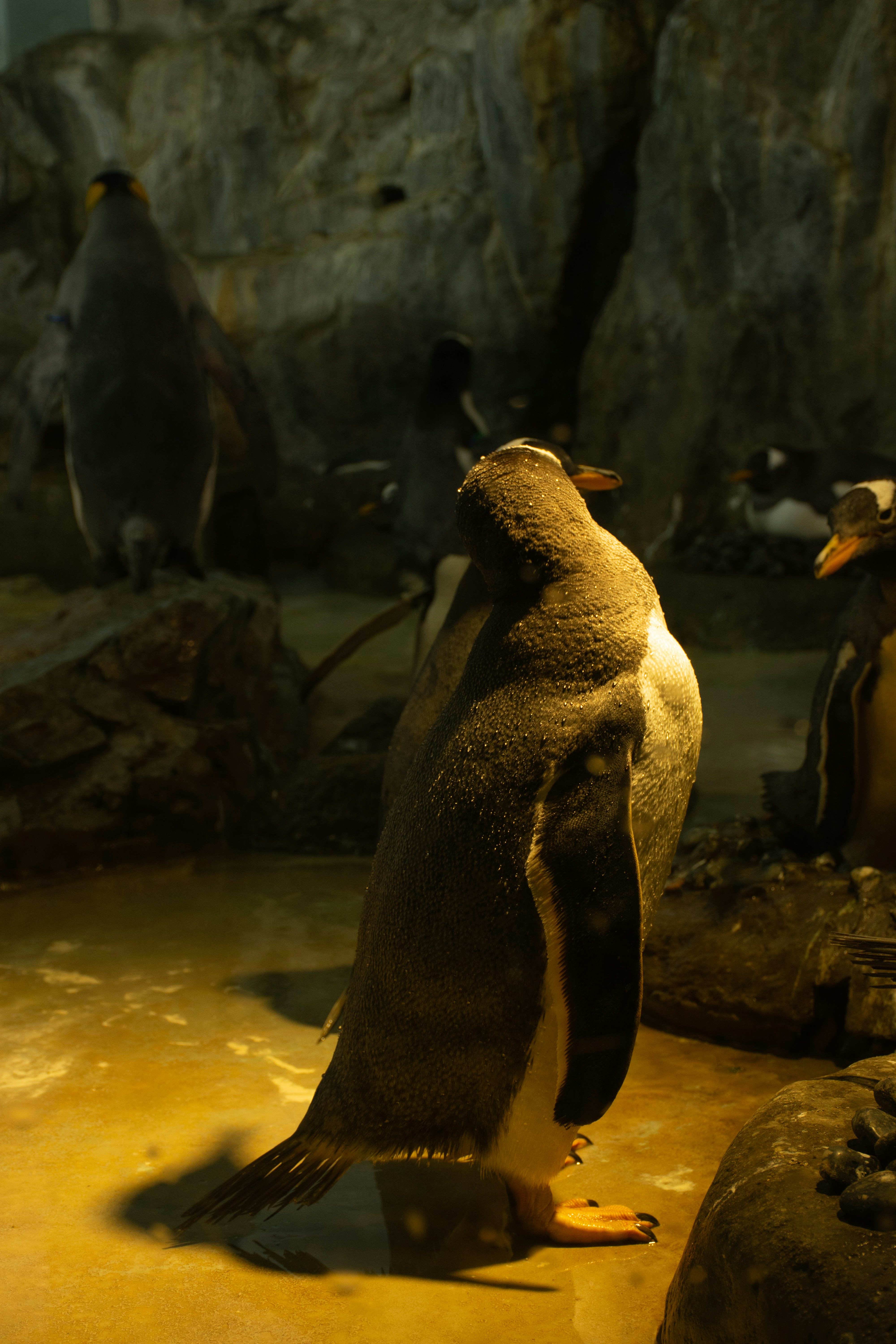 Mehrere Pinguine stehen auf felsigem Boden in Wassernähe.