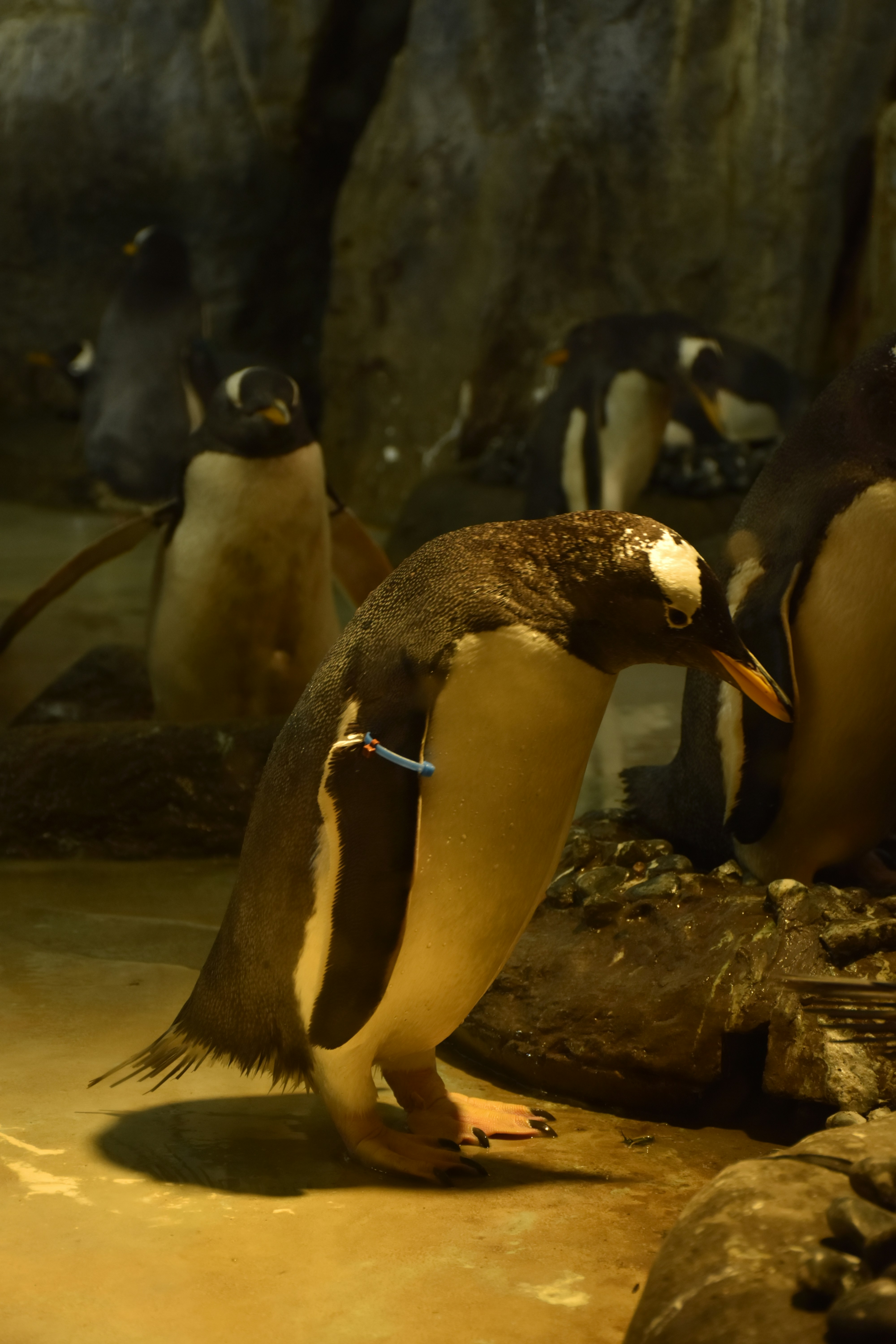 Eine Gruppe Pinguine, die auf Felsen steht.