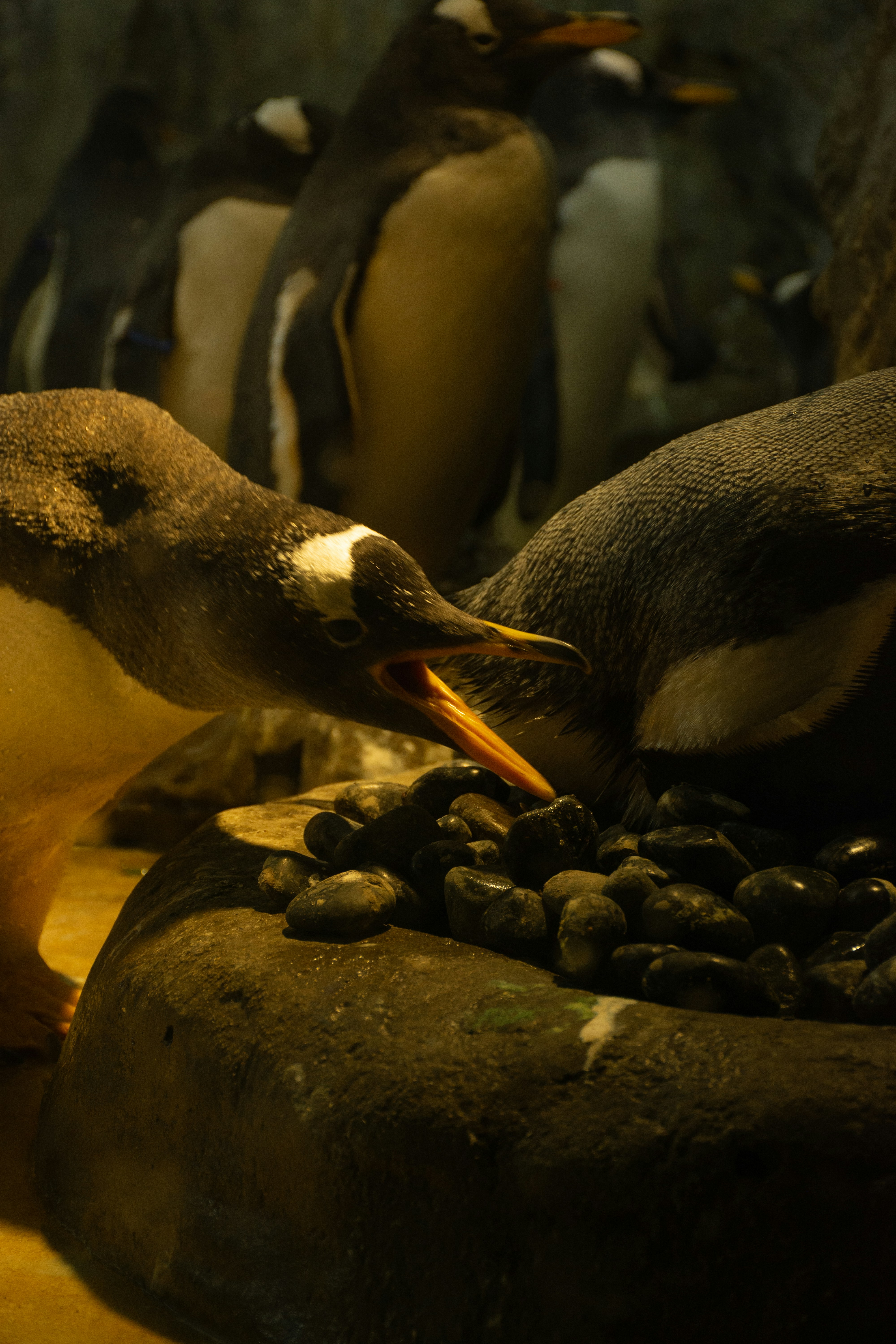 Pinguine fressen Kieselsteine von einer Felsformation.