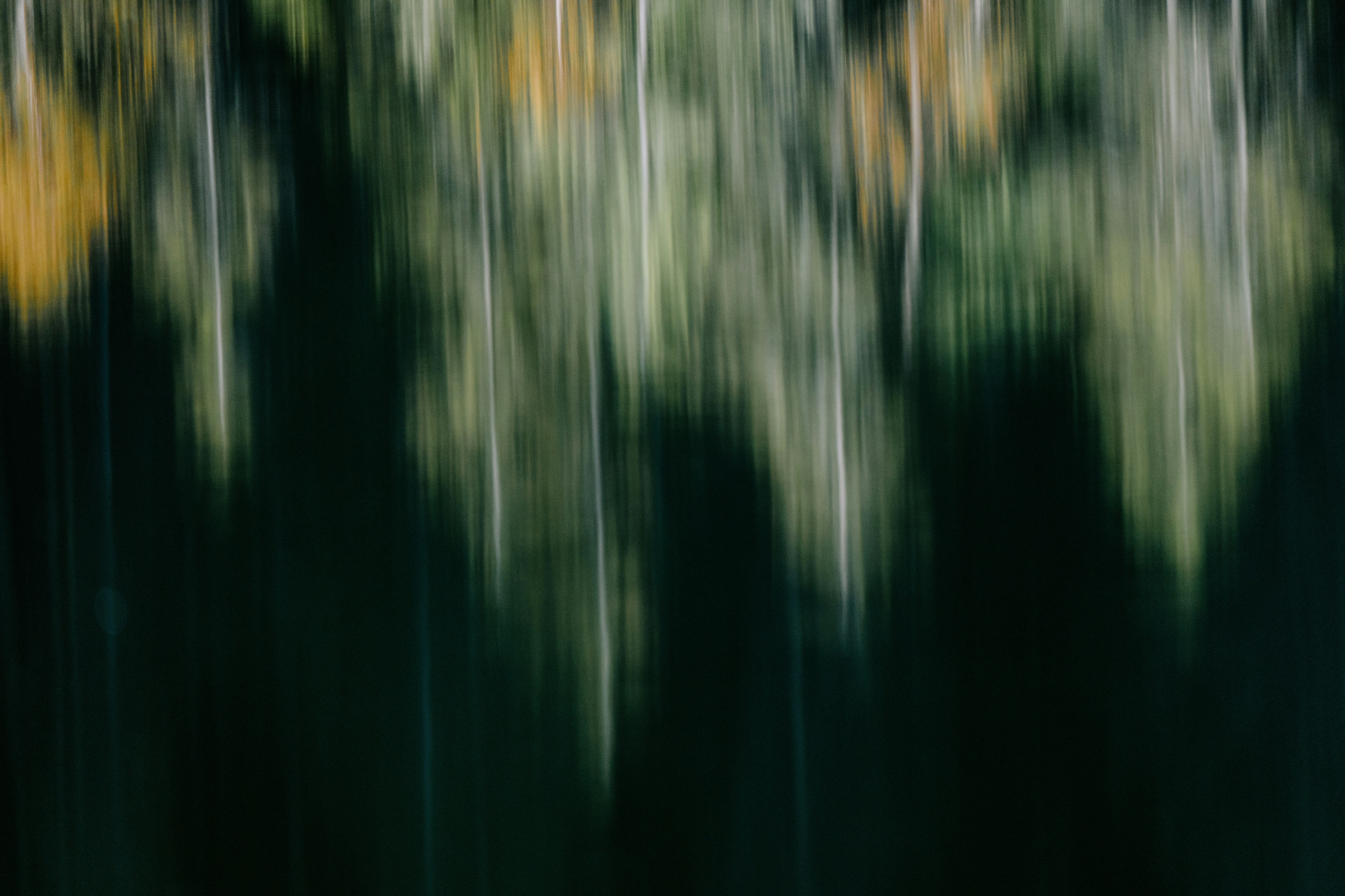 Abstract reflection of trees in dark water