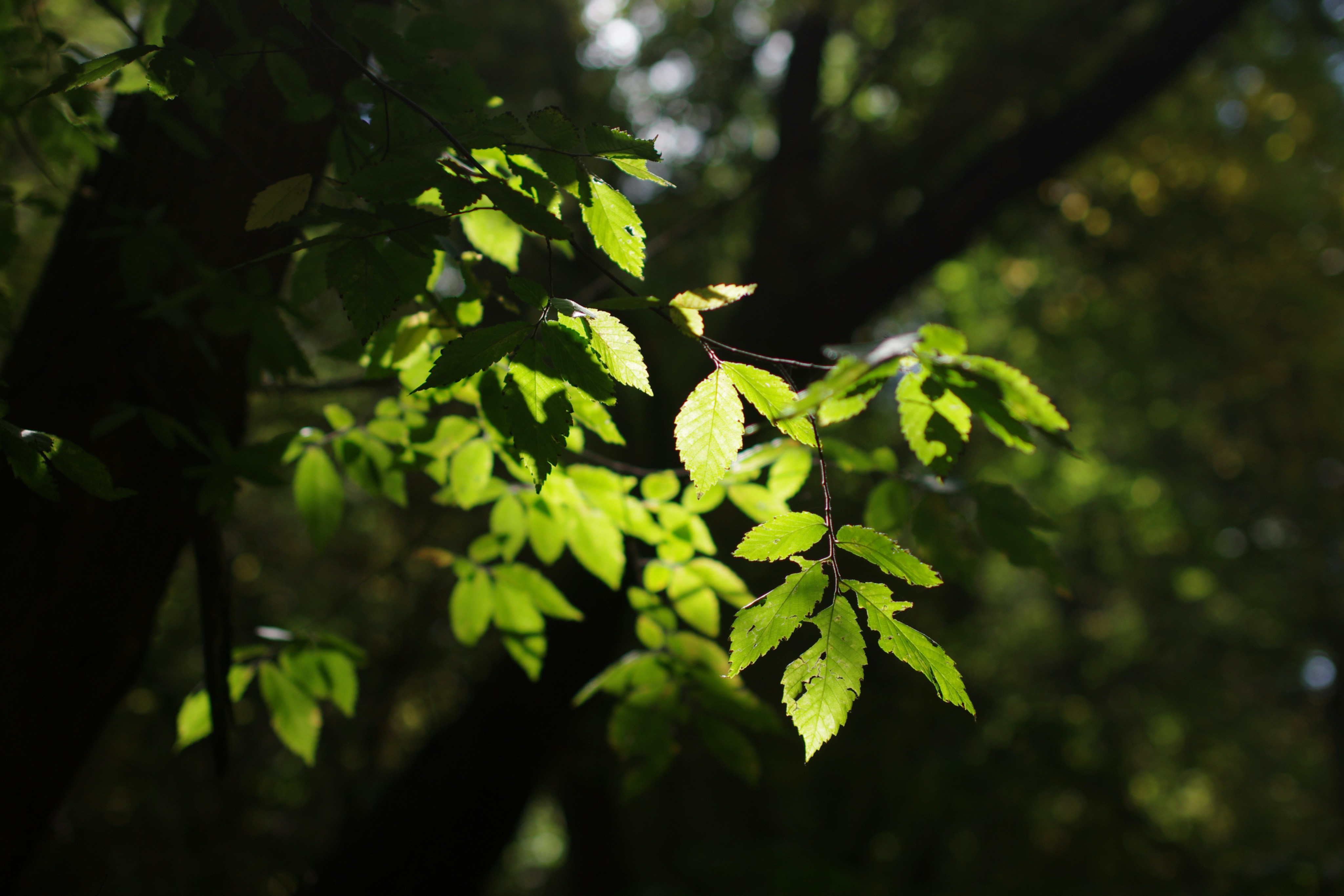 Photo by emack1