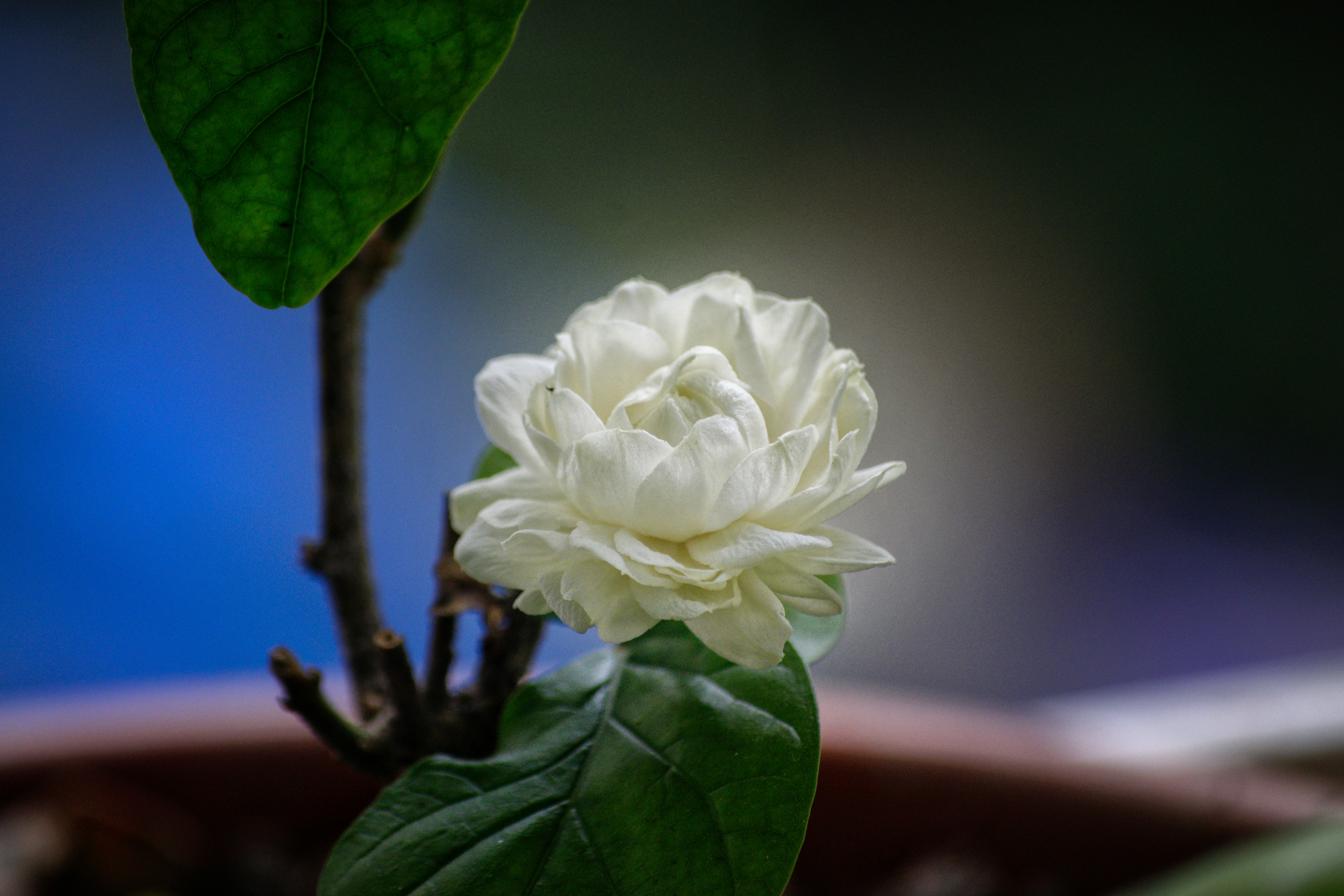 A delicate white jasmine flower blooms on a branch