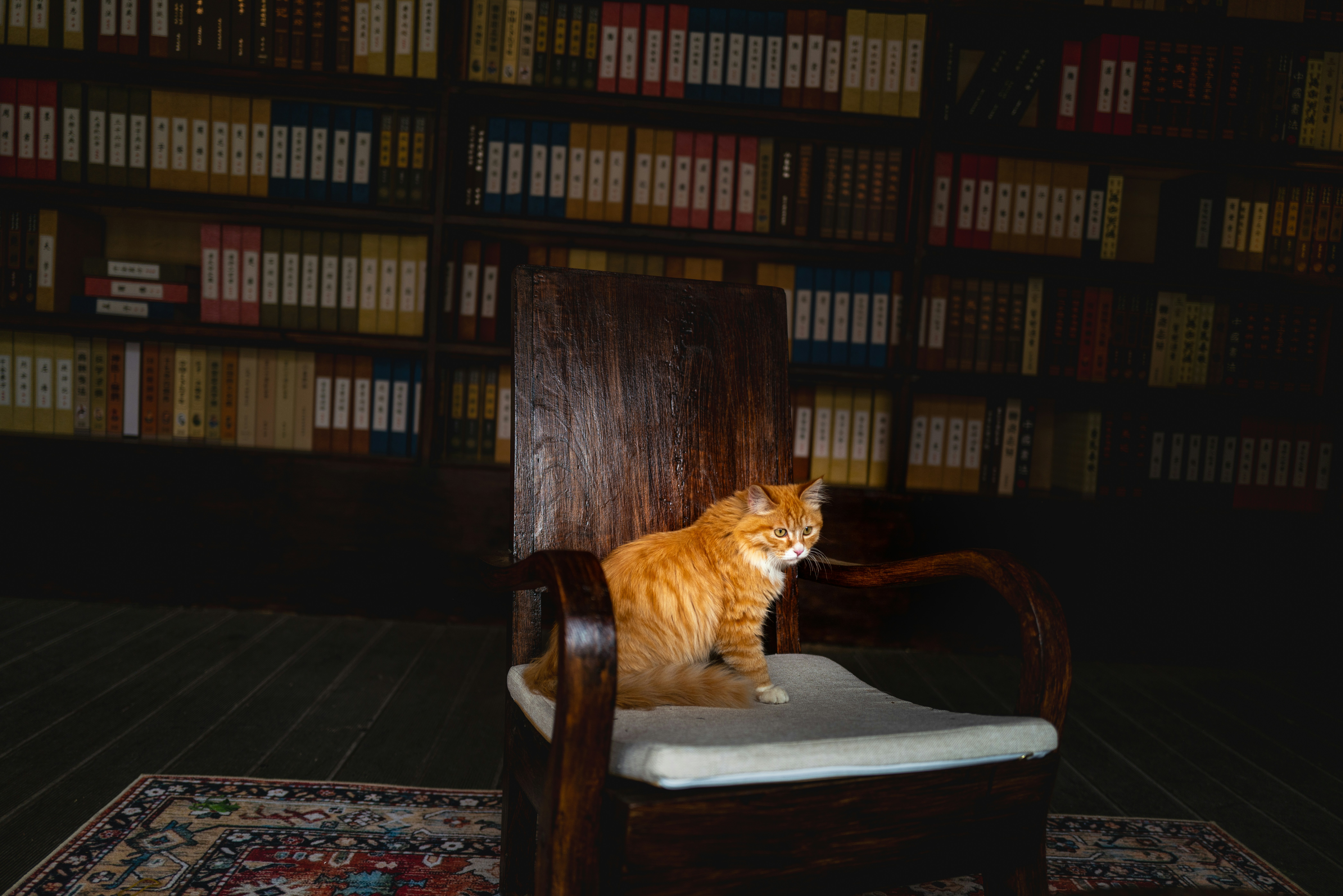 オレンジ色の猫が図書館の椅子に座っている。