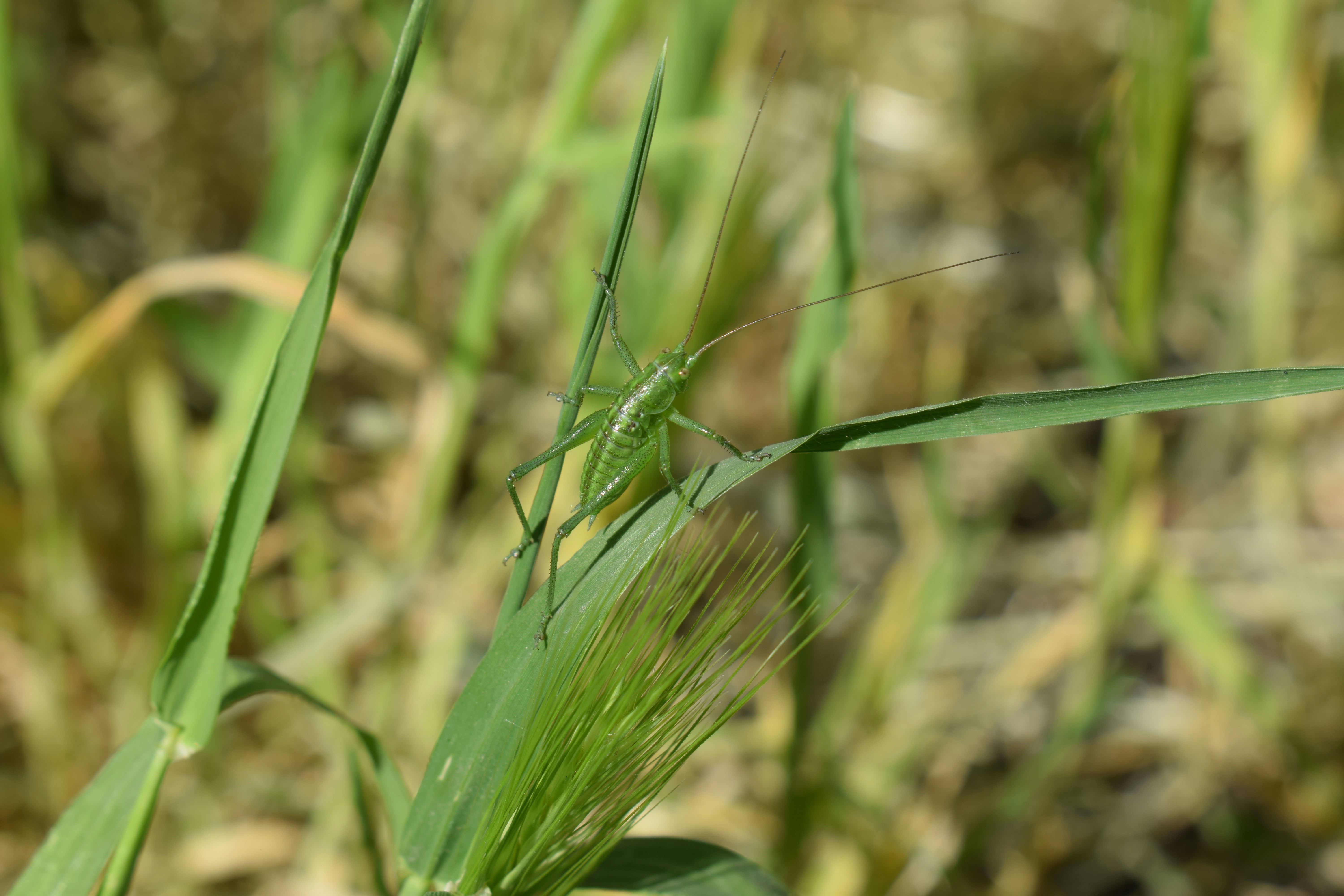A small green insect on a blade of grass.