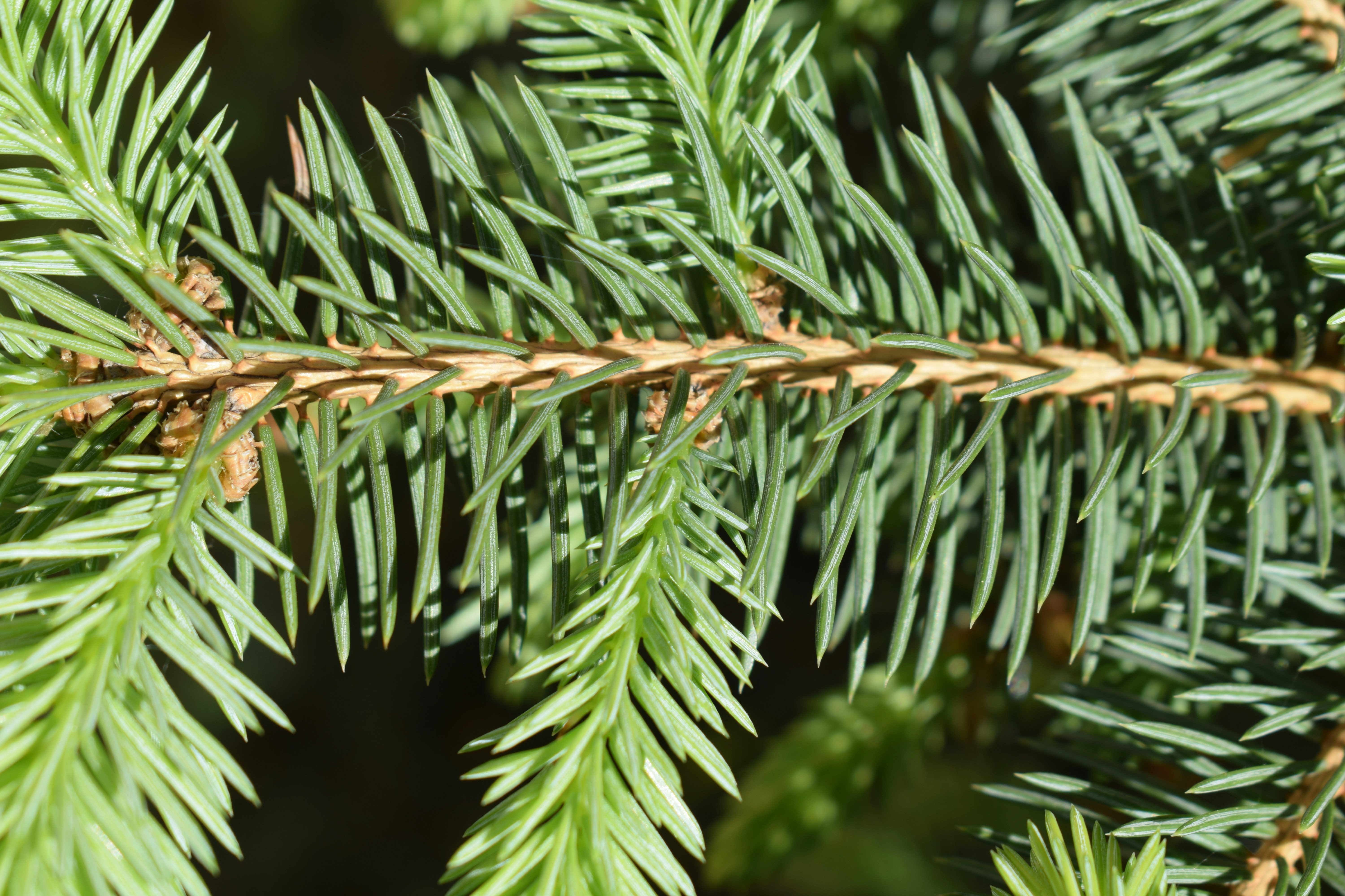Close-up of green pine needles on a branch