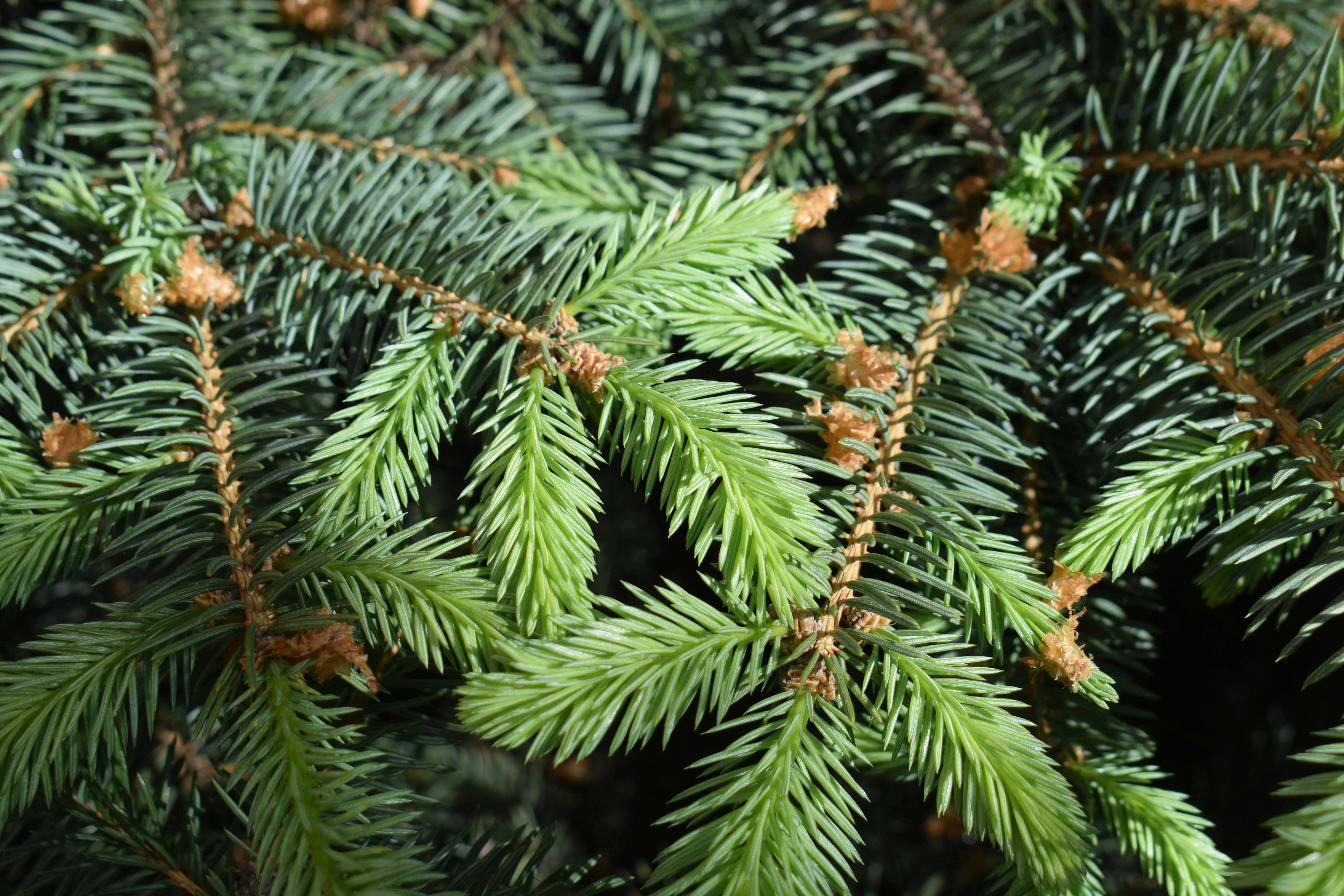 Close-up of green pine needles on a branch.