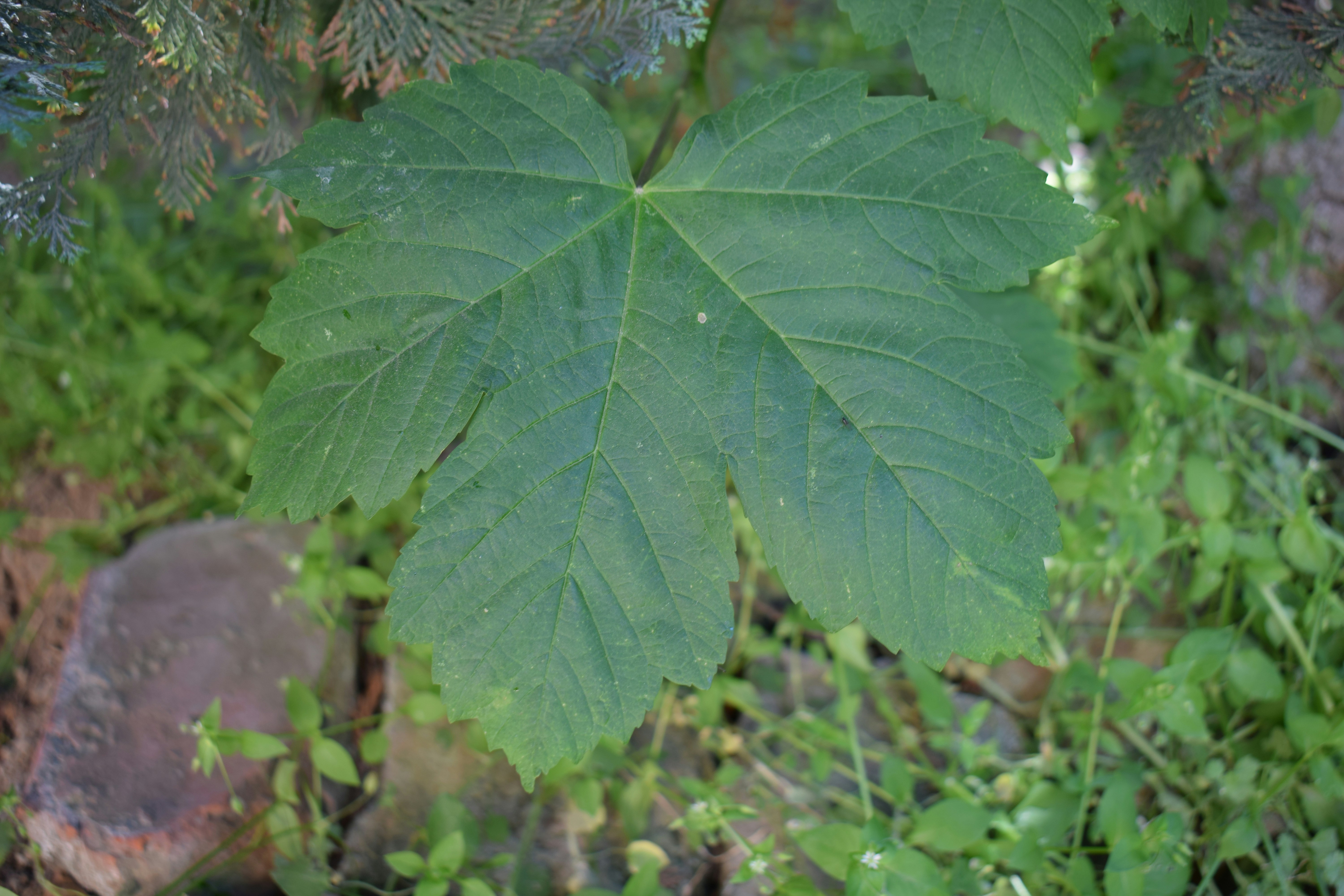 A large green maple leaf with textured veins.